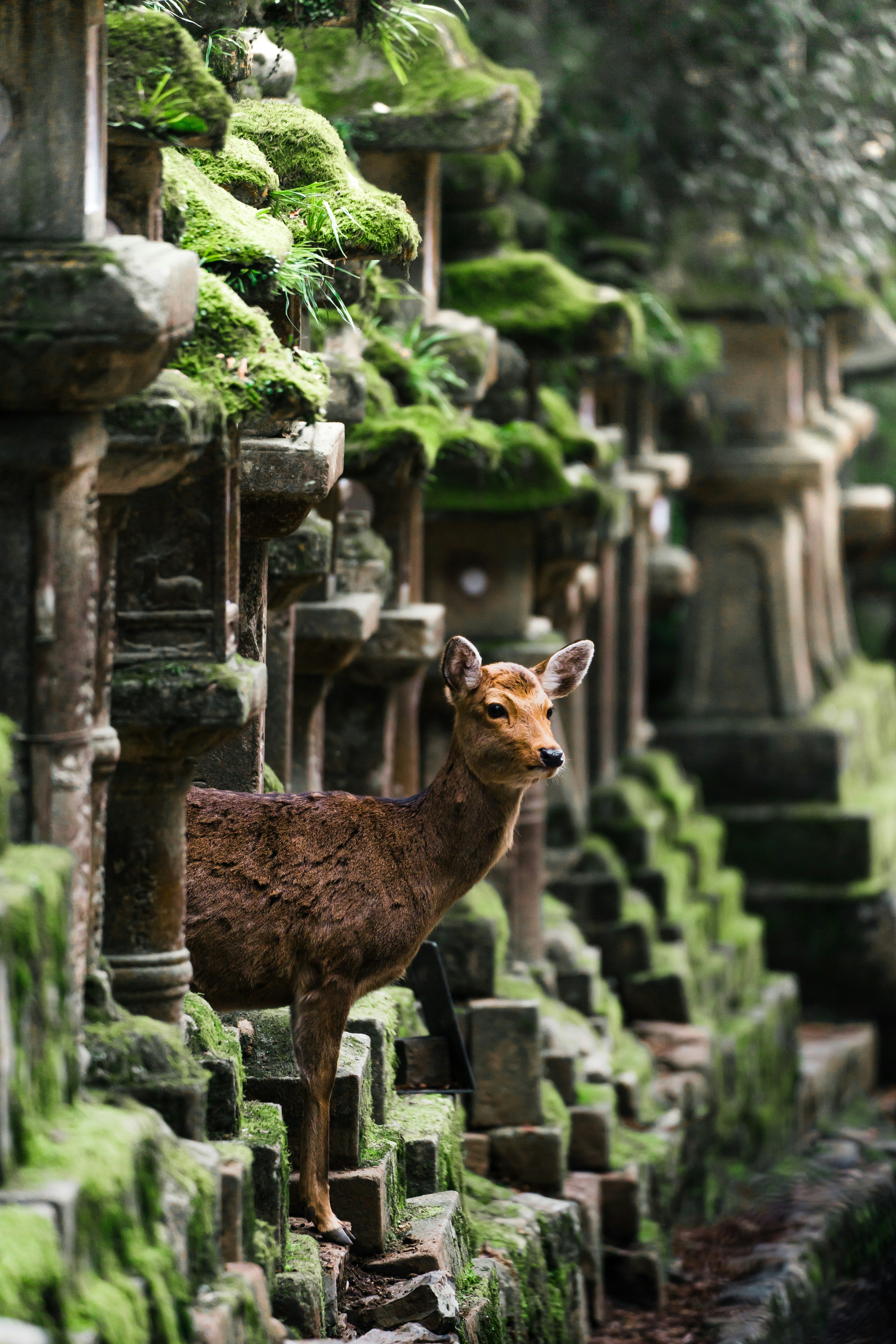 苔むした石灯籠の間に立つ鹿の姿
