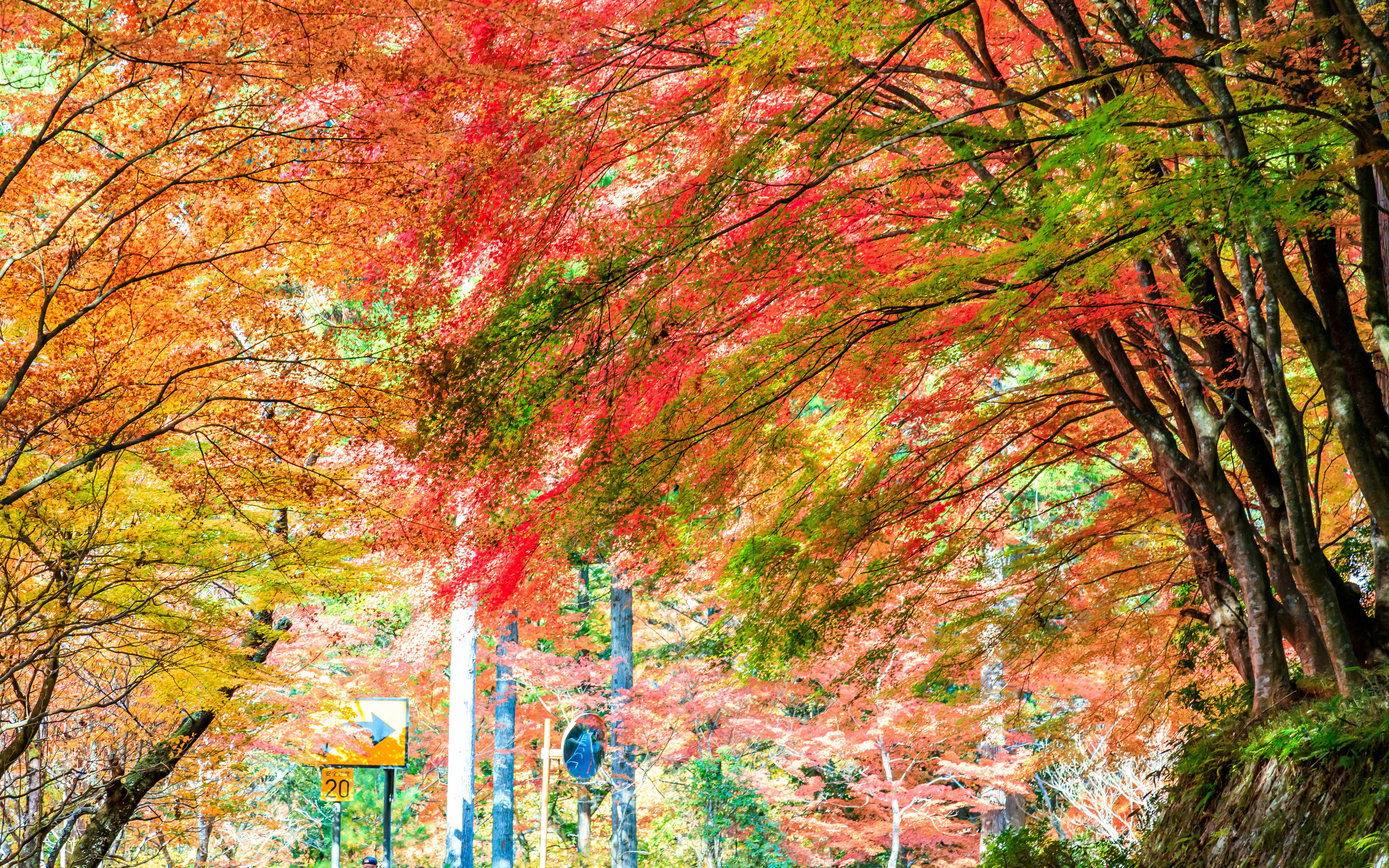 紅葉のトンネル状の並木と渓谷の風景