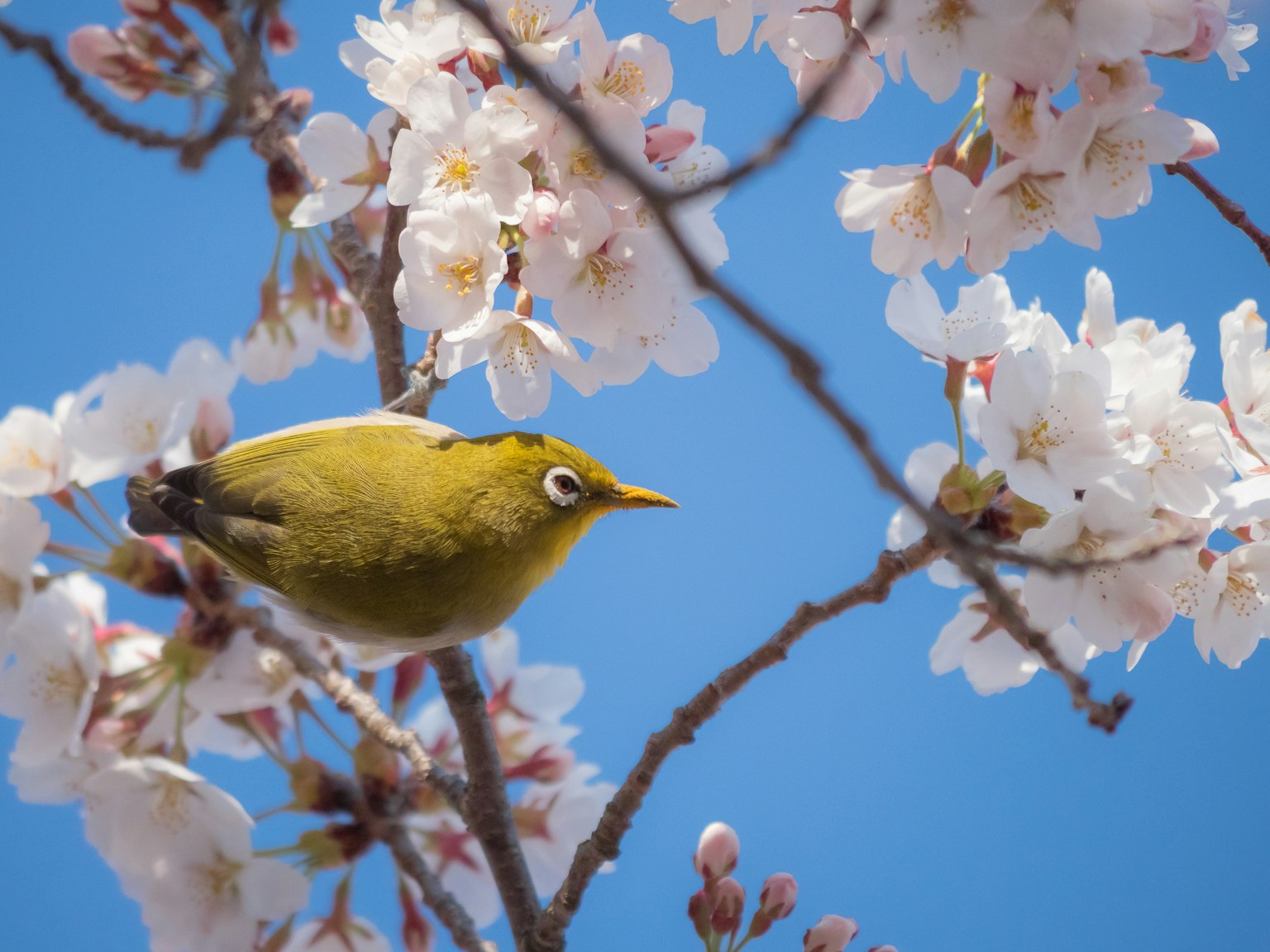 Petit oiseau jaune perché parmi les cerisiers en fleurs