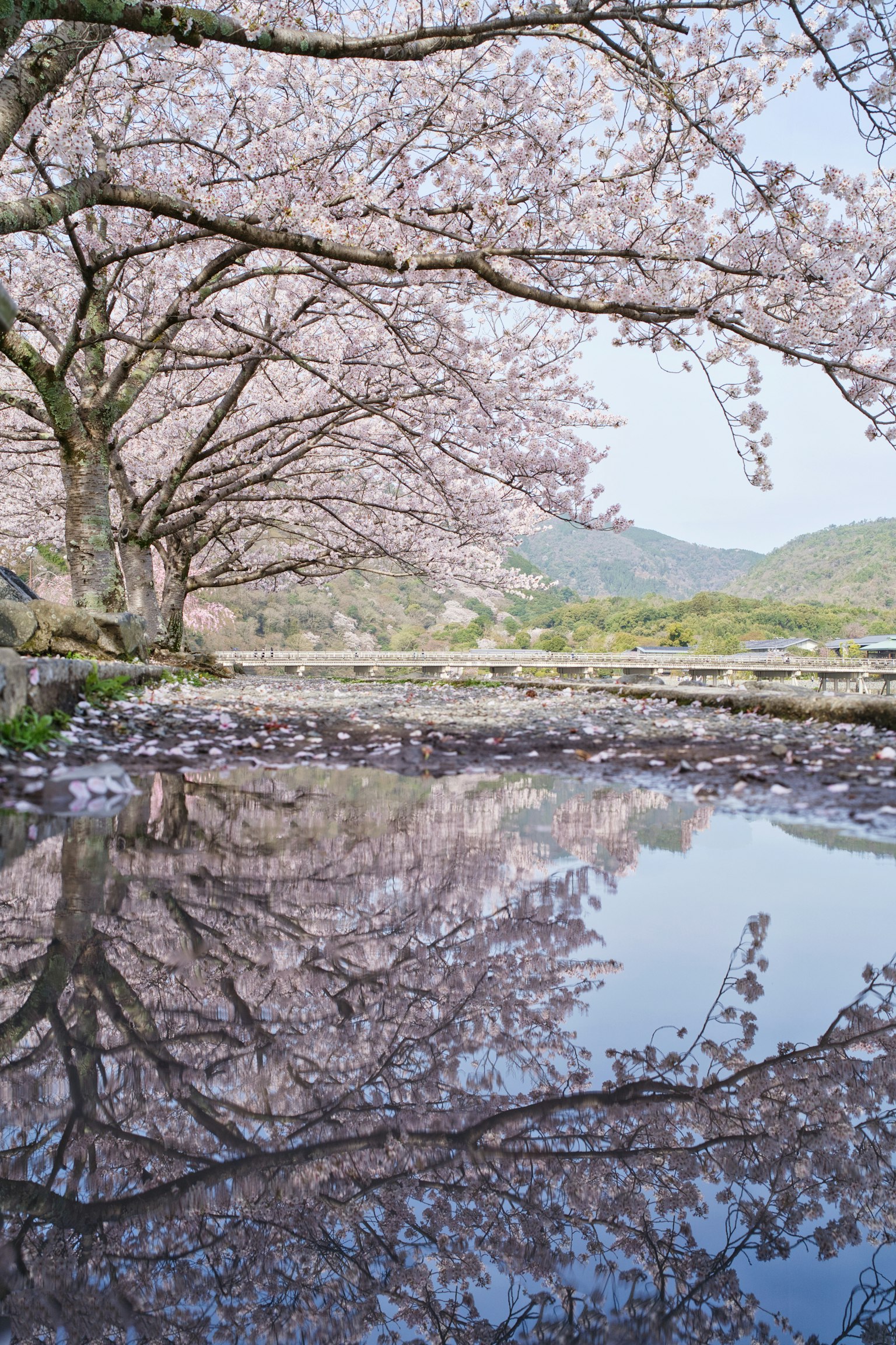 Vista panoramica di alberi di ciliegio lungo un fiume che si riflettono nell'acqua