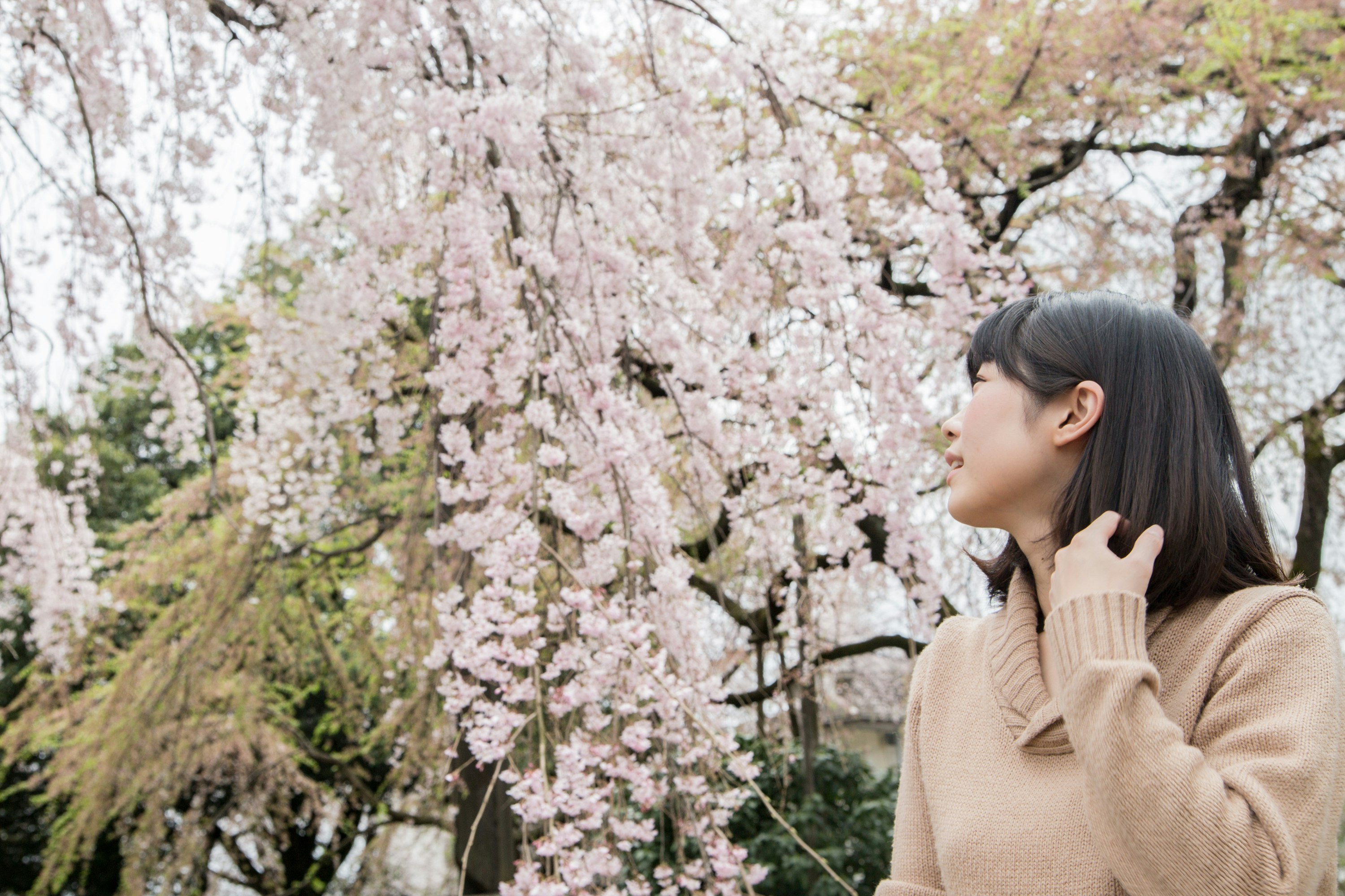 桜の花の並木で頬に手を添える女性