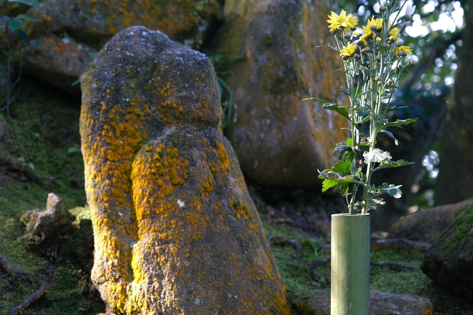 Roccia coperta di muschio con un vaso di fiori gialli