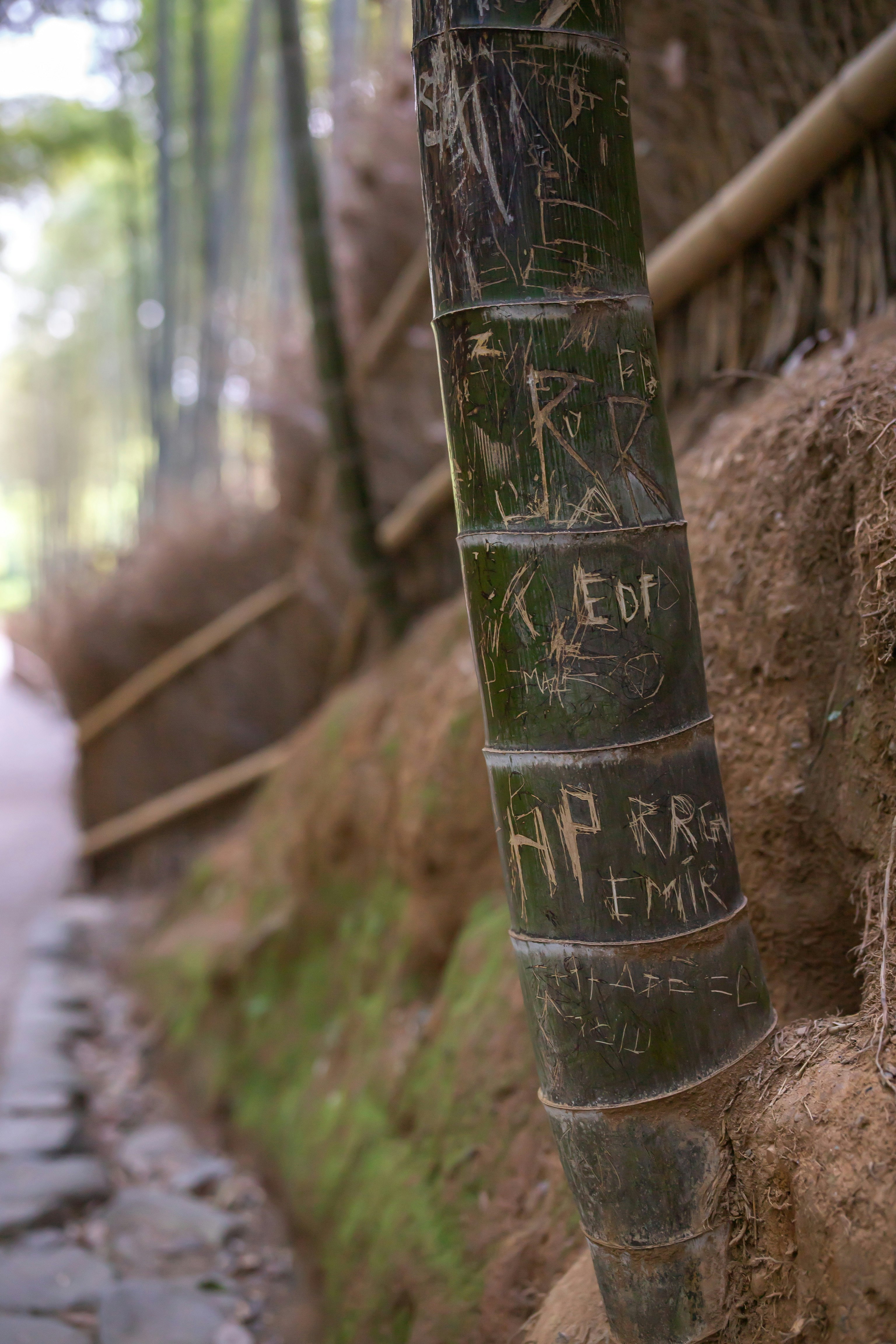嵐山の竹林の小径で竹に刻まれた文字のある風景