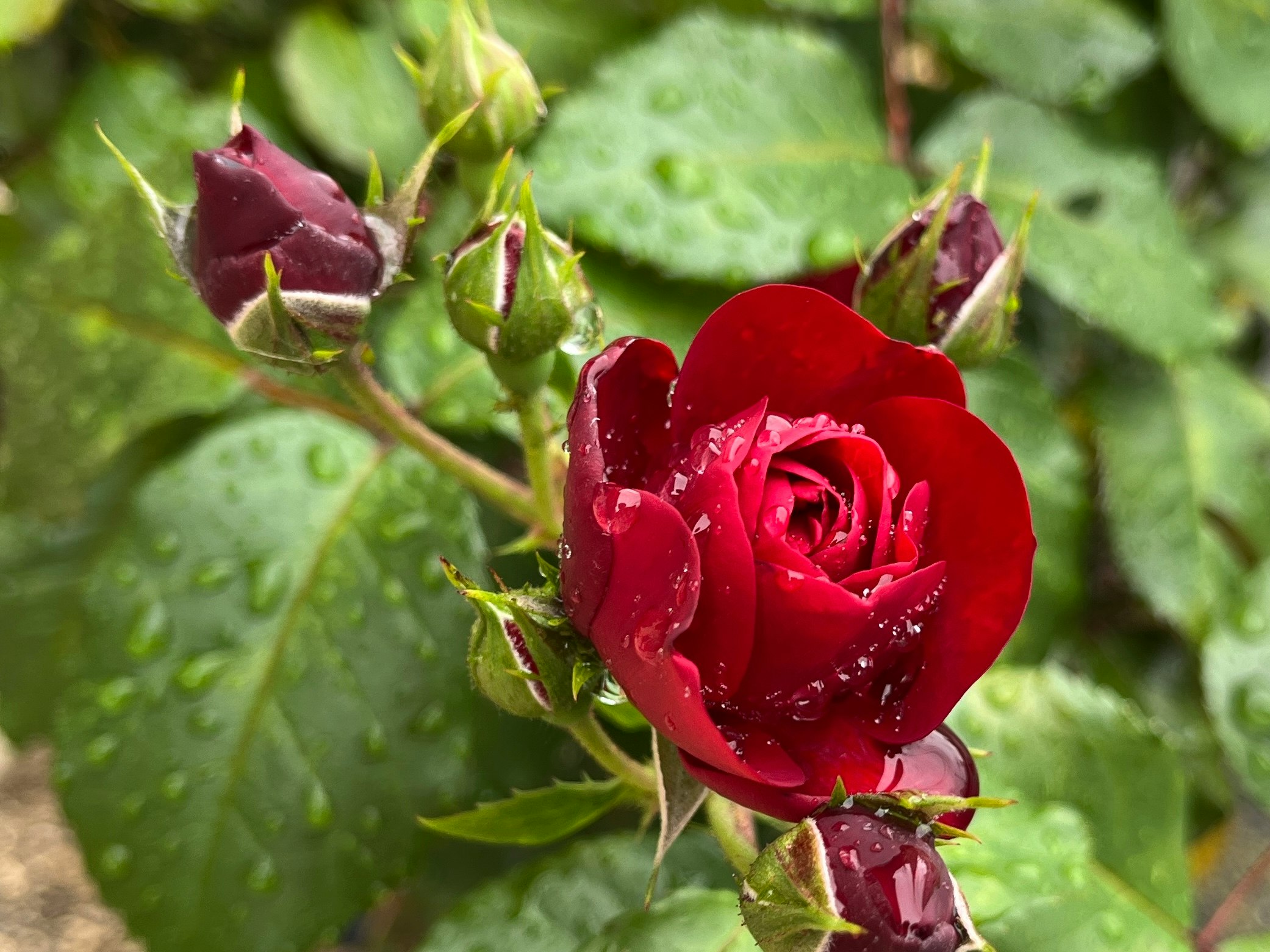 雨粒をまとった赤いバラのつぼみと花