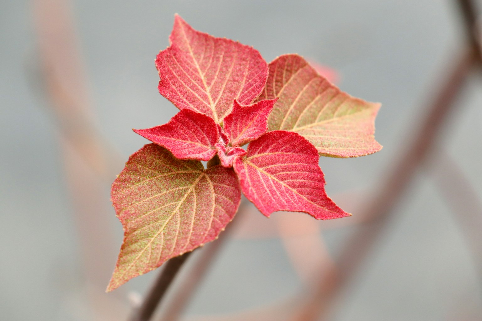 Close-up daun merah dan hijau cerah pada tanaman