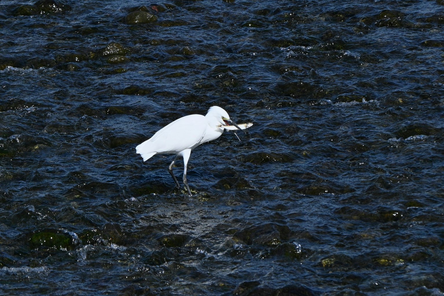 Ein weißer Reiher hält einen Fisch und steht auf der Wasseroberfläche