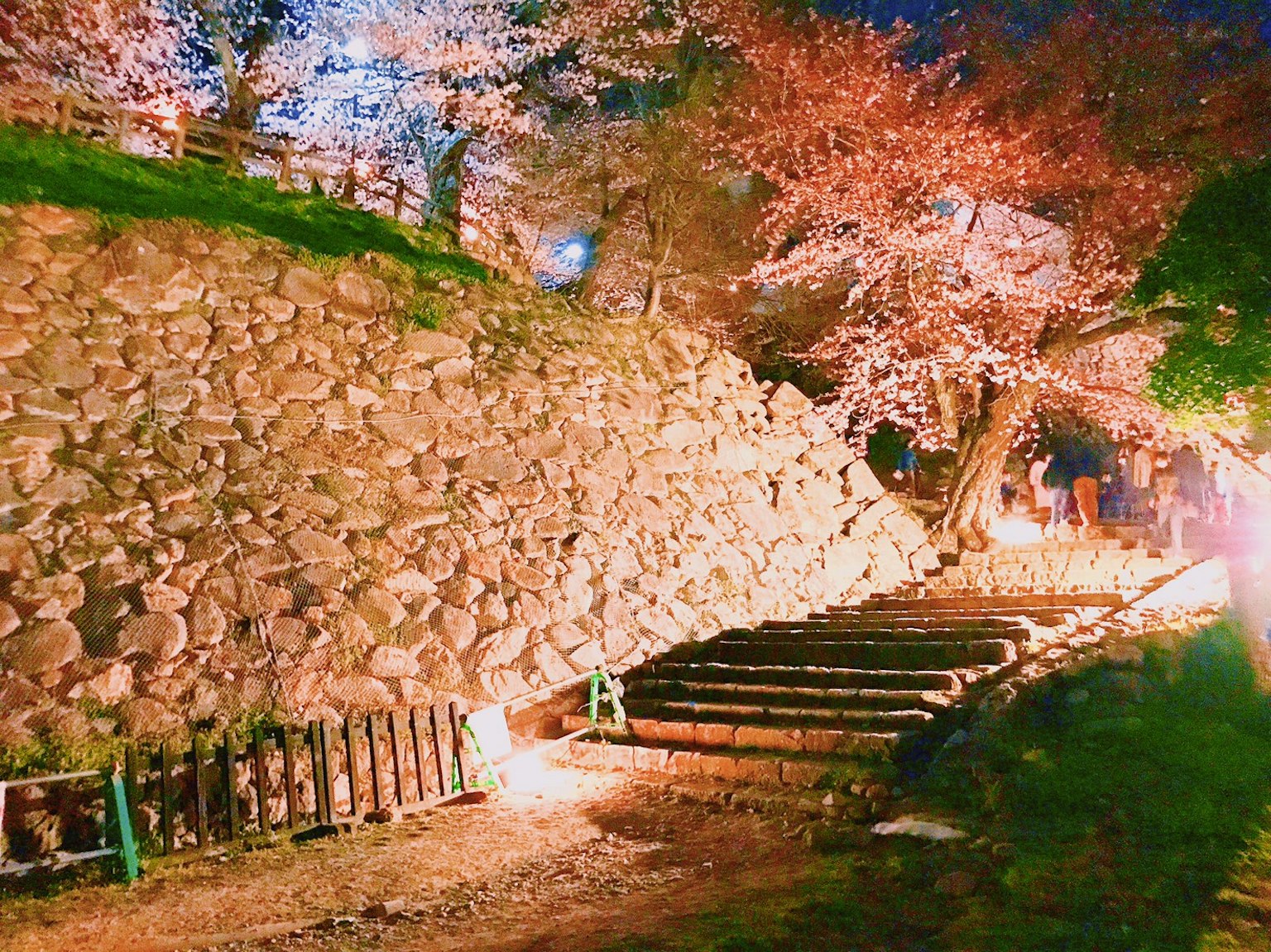 Vista nocturna de cerezos en flor y camino de piedra
