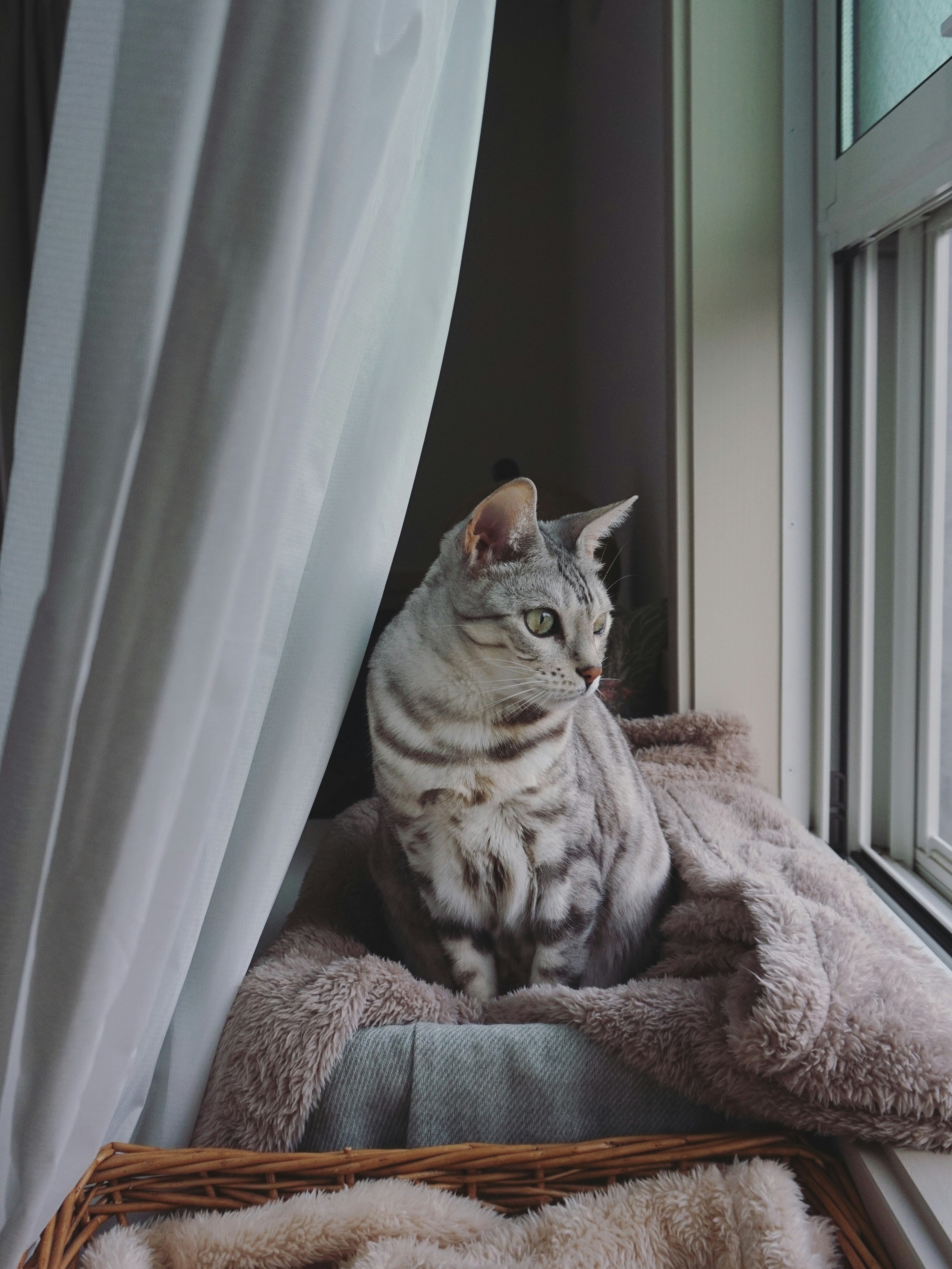 窓辺で毛布にくつろぐ猫