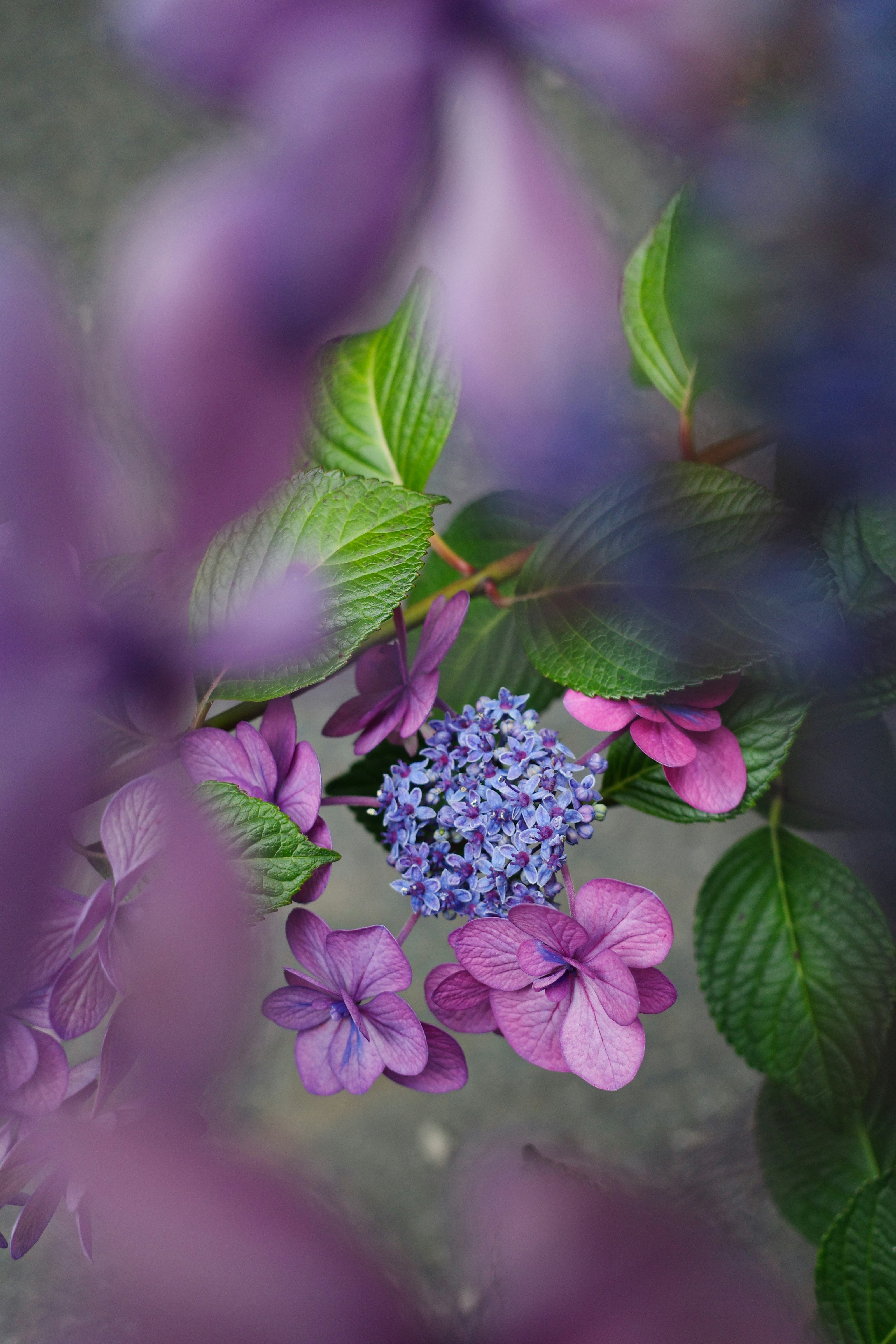 紫の花と紫陽花の花房が重なるクローズアップ