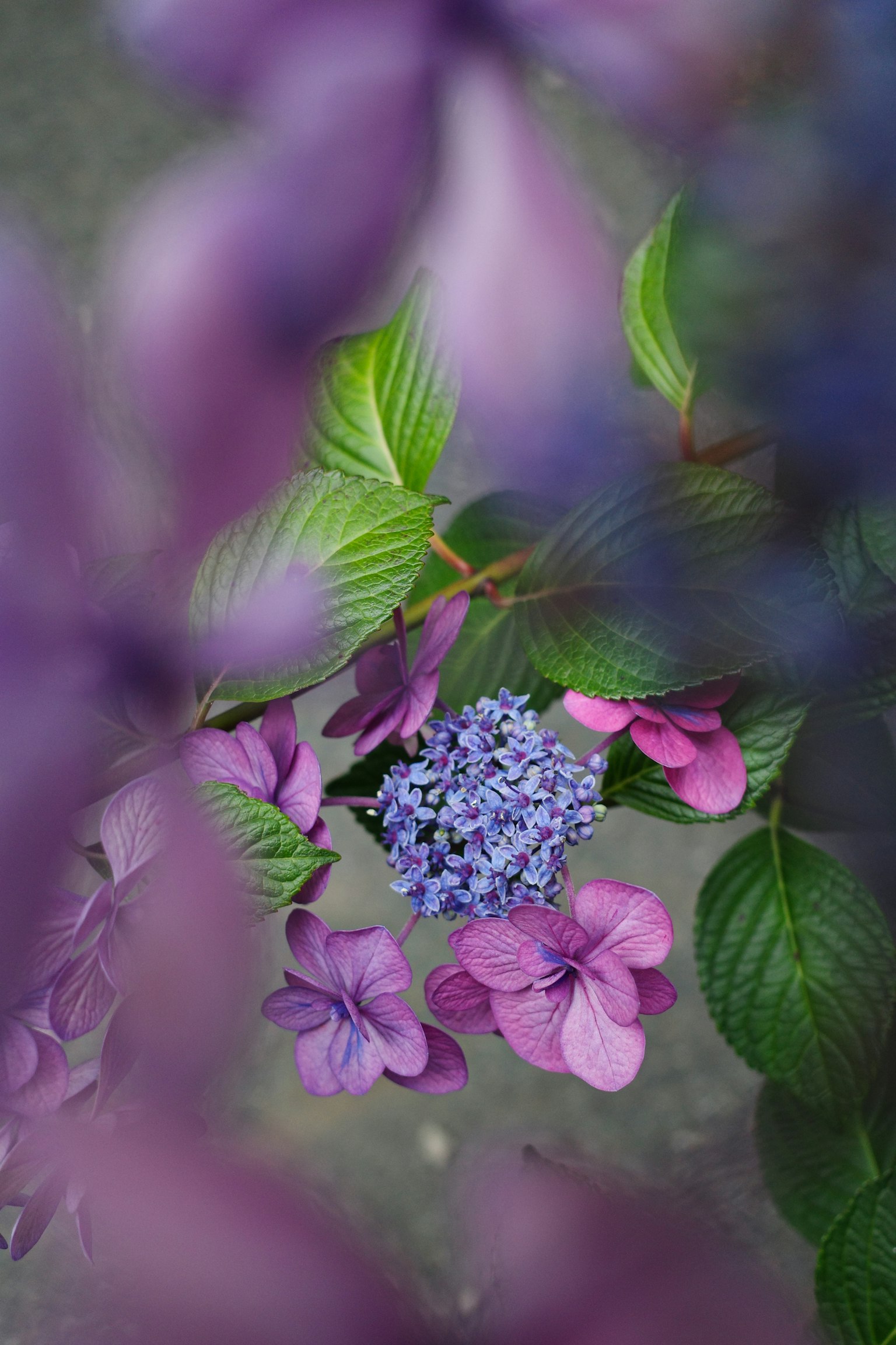 Hermosa escena de flores moradas y hojas verdes superpuestas