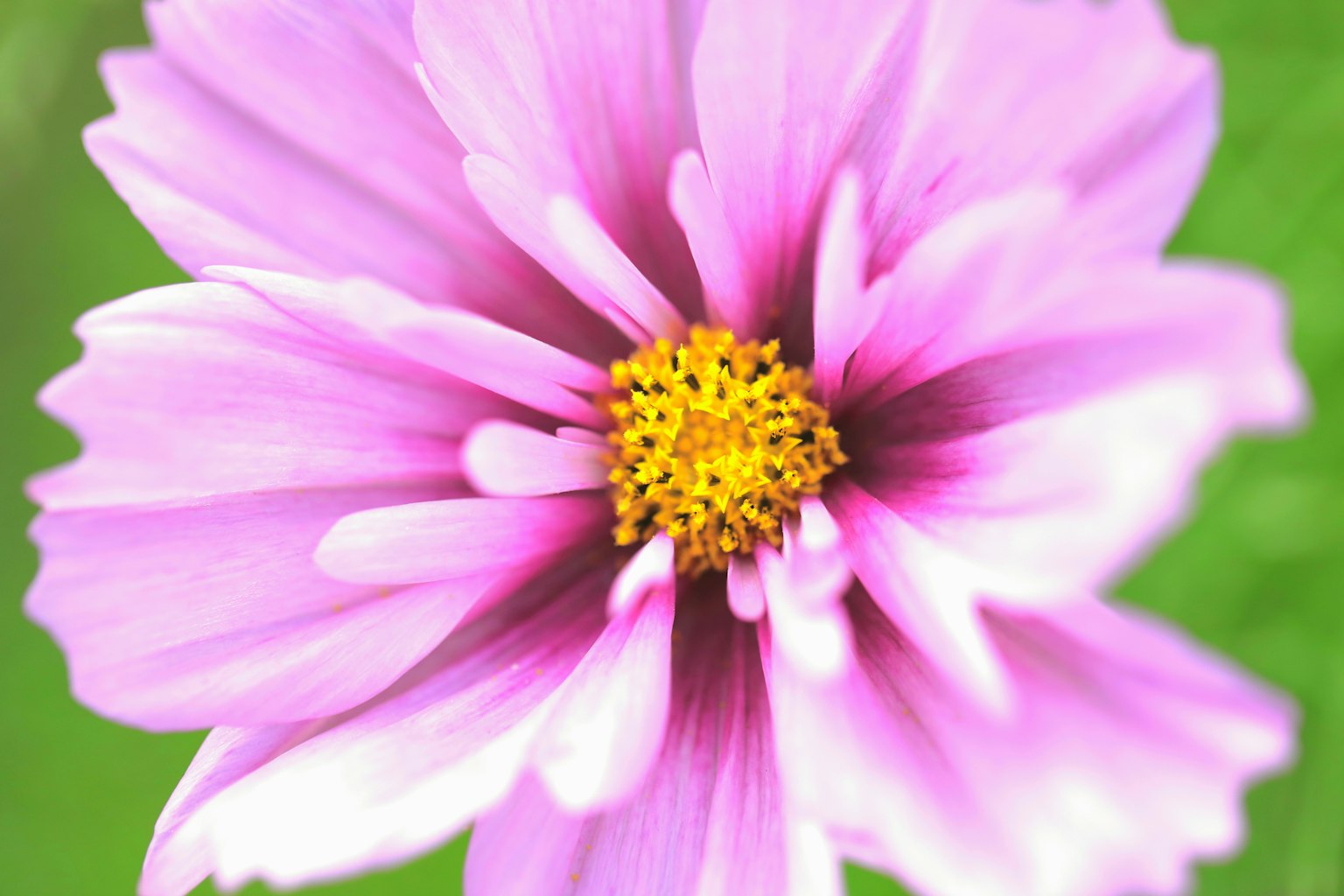 Hoa hồng tươi sáng với tâm vàng