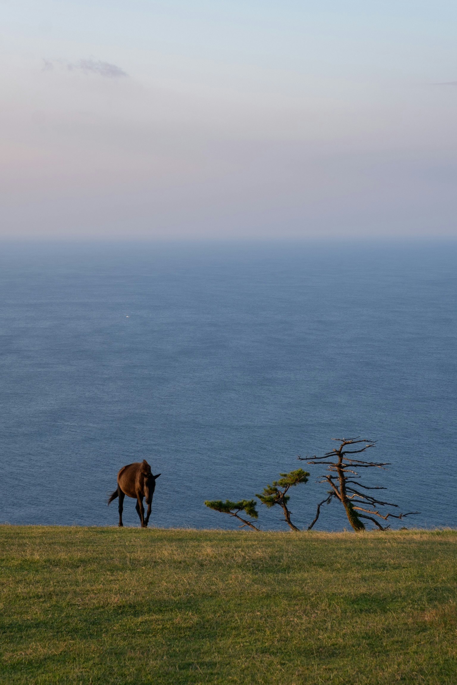 Un caballo pastando en una colina cubierta de hierba cerca del océano