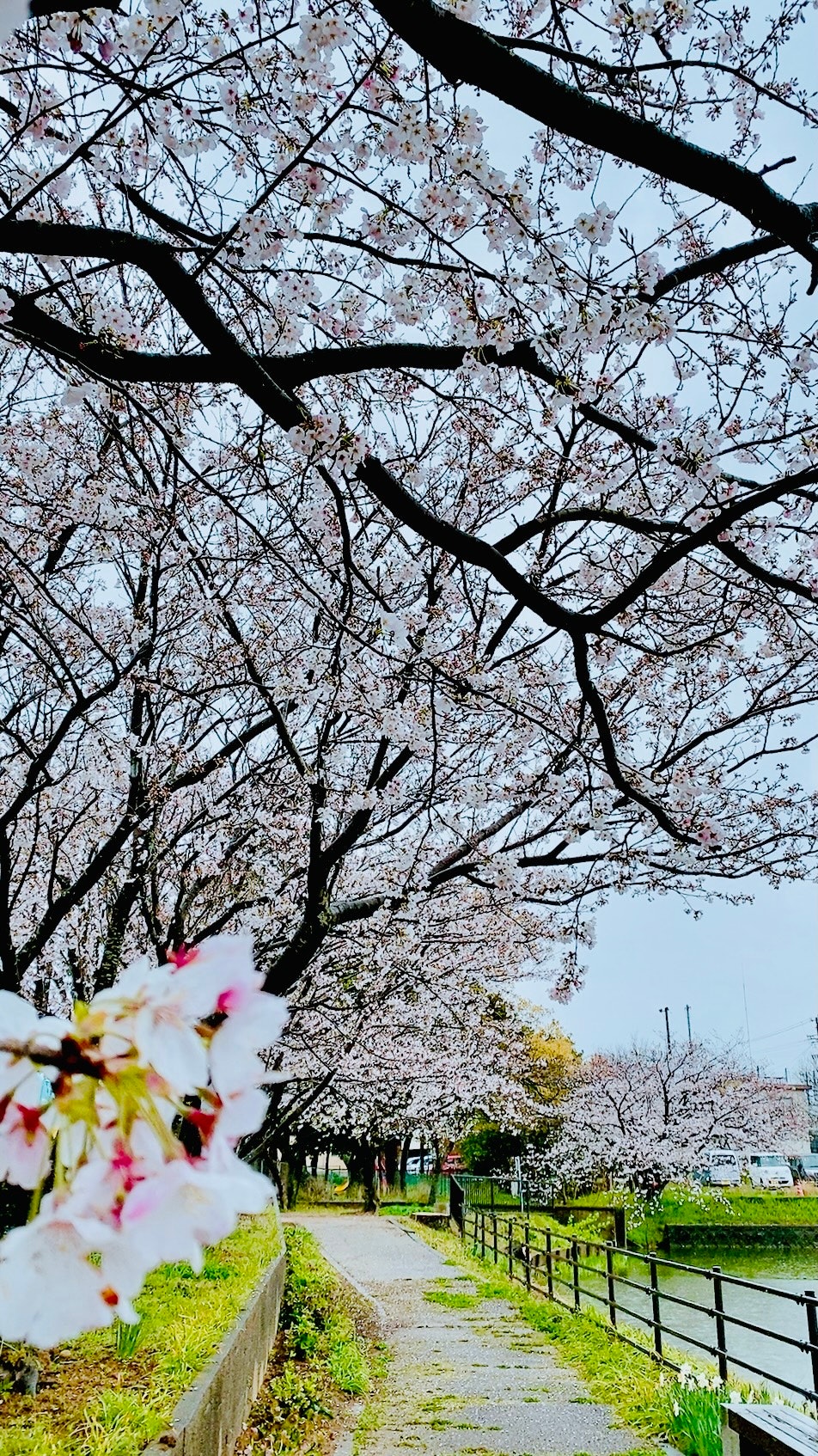 Cherry blossoms lining a park path after the rain