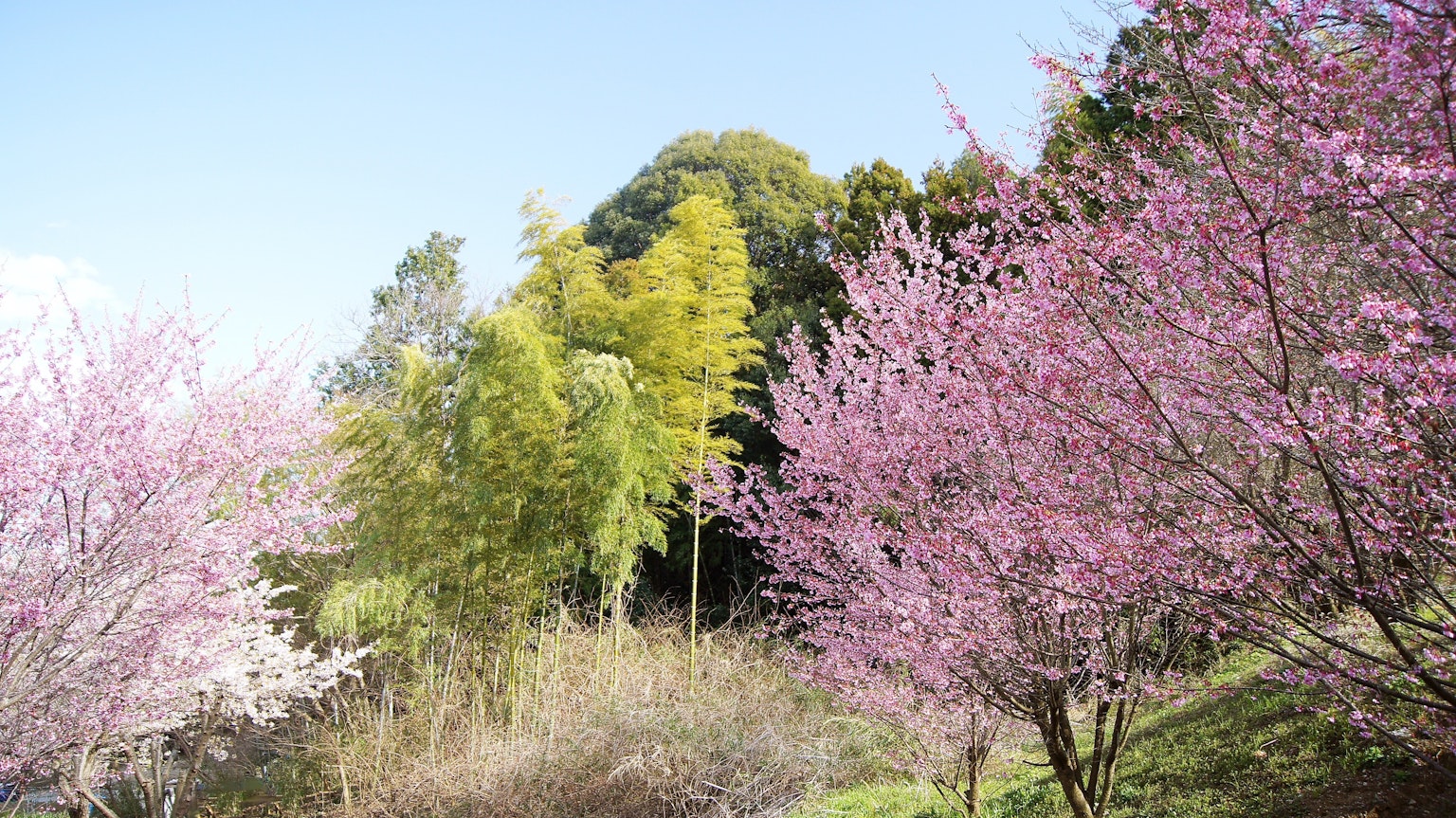 櫻花樹和竹林的風景