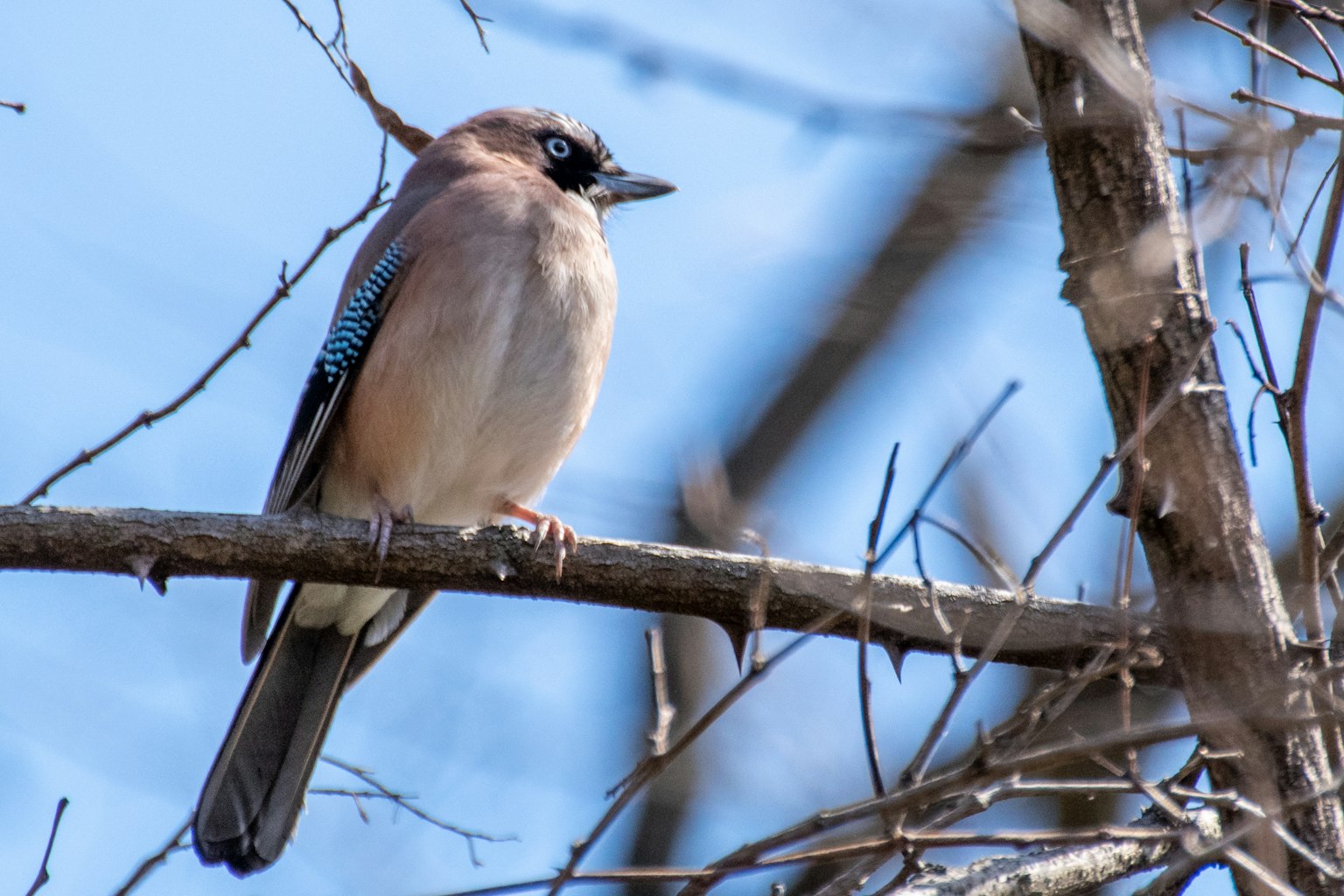Un bel oiseau aux yeux bleus perché sur une branche