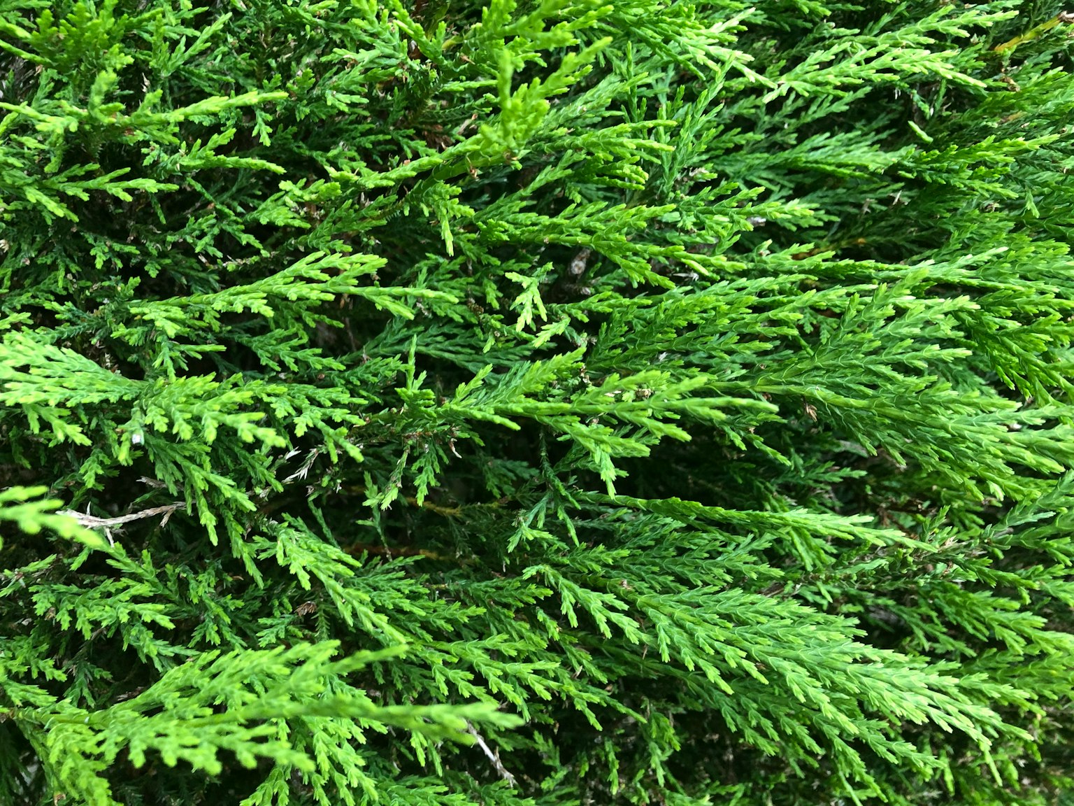 Gros plan sur le feuillage vert luxuriant d'une plante conifère