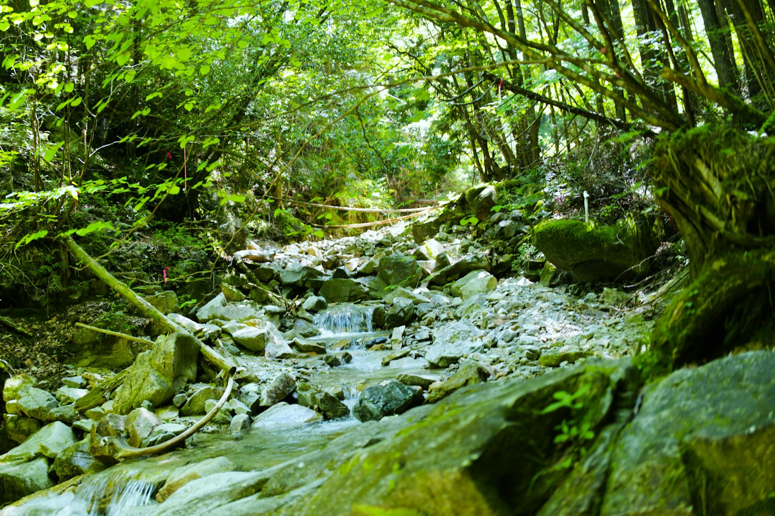 Malersiche Aussicht auf einen Bach umgeben von Grün mit sichtbaren Steinen und Wasserfluss