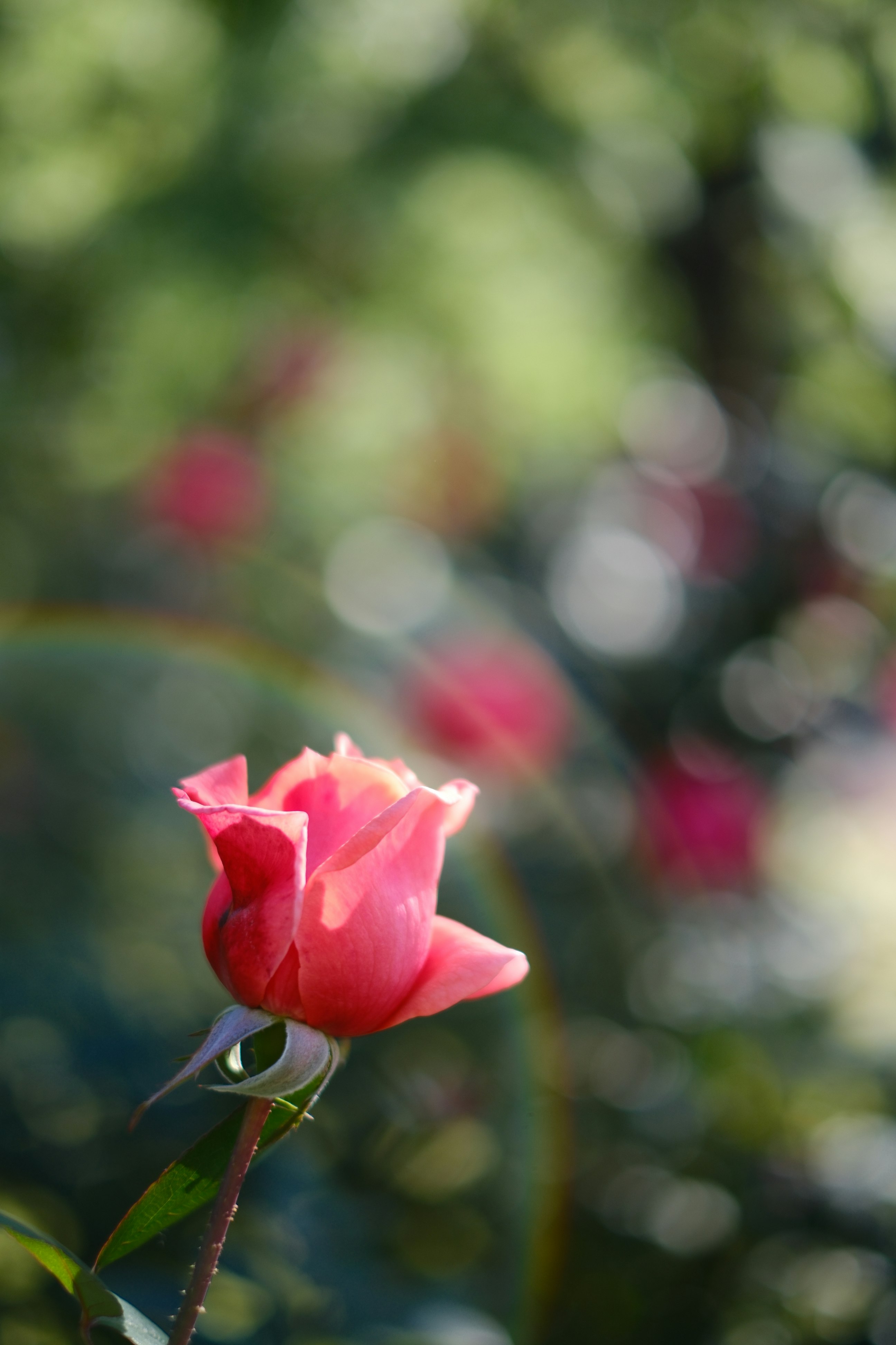 ボケた背景の中で咲く赤いバラの花