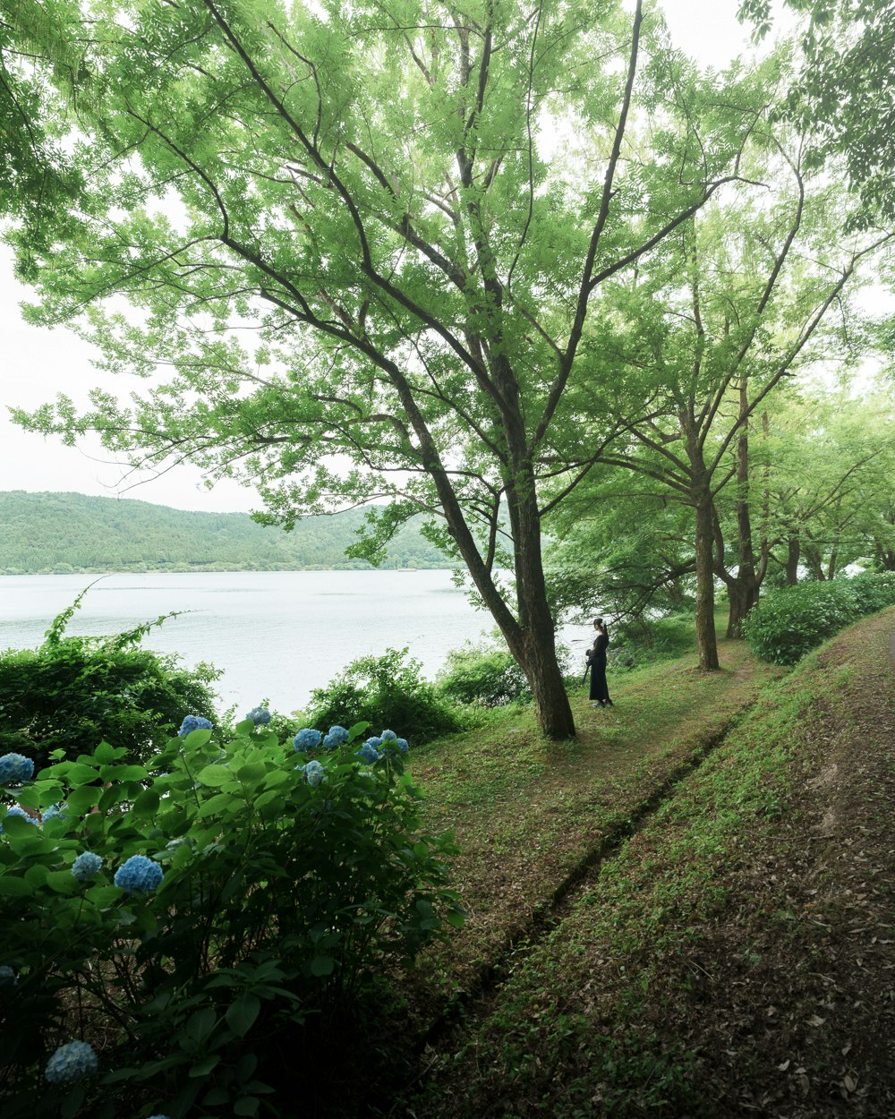 湖畔の遊歩道とアジサイの並ぶ緑の小径
