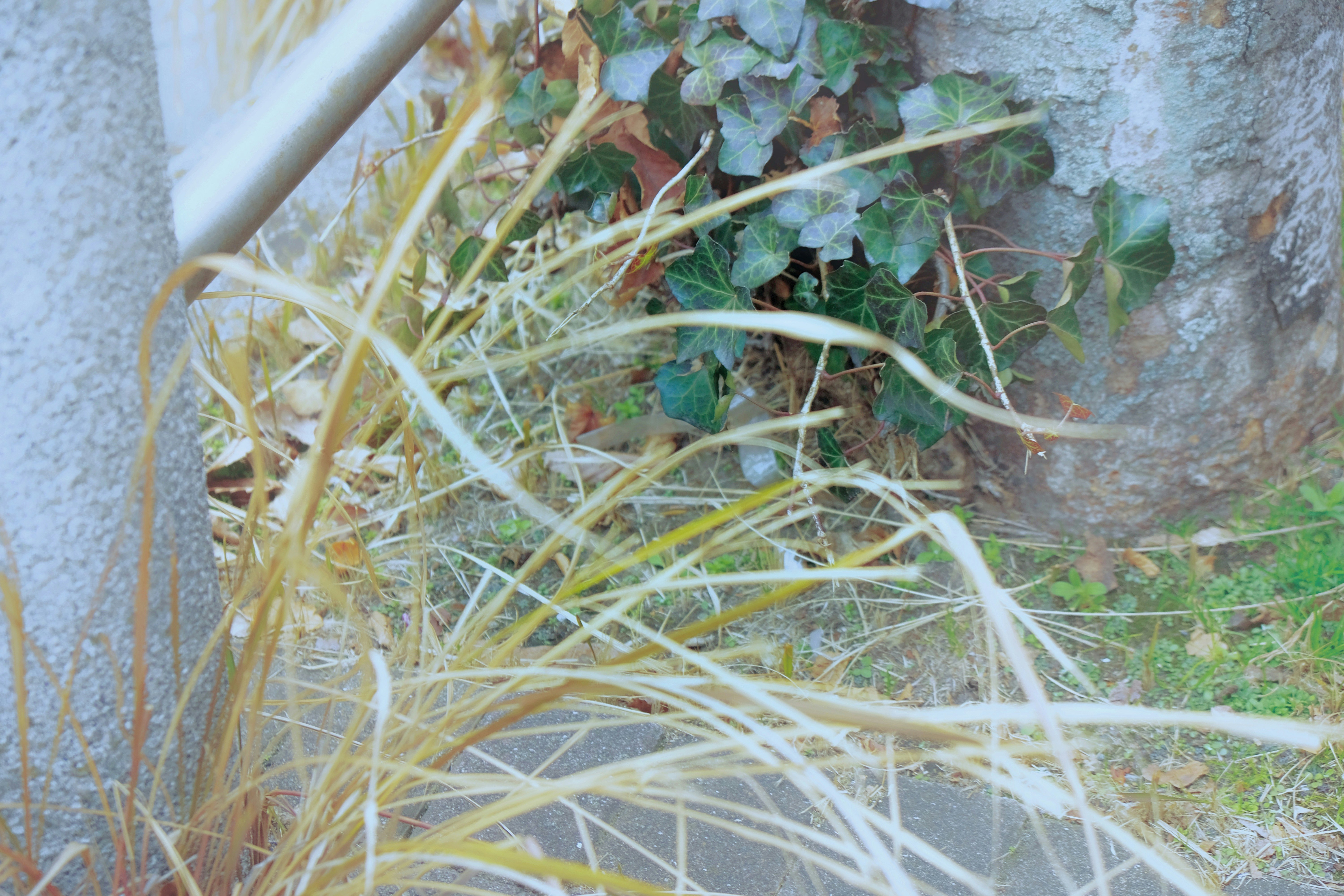石壁の隙間から生える草とつるのある自然の景色