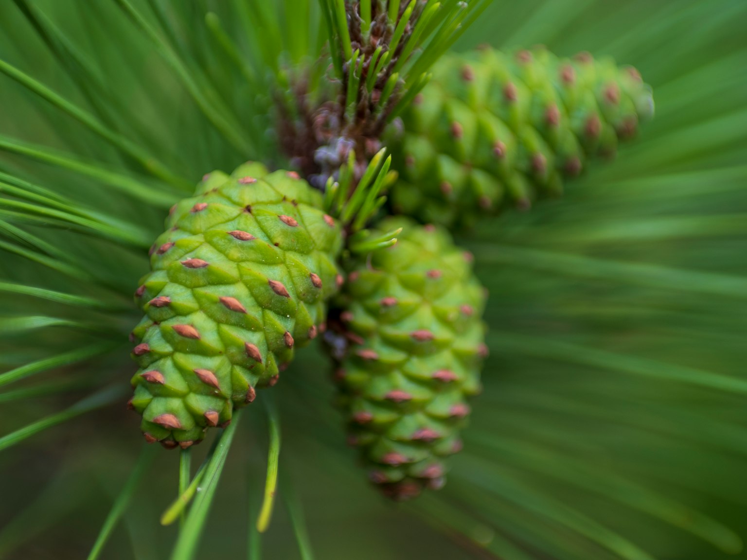 Close-up of green pine cones clustered on a branch