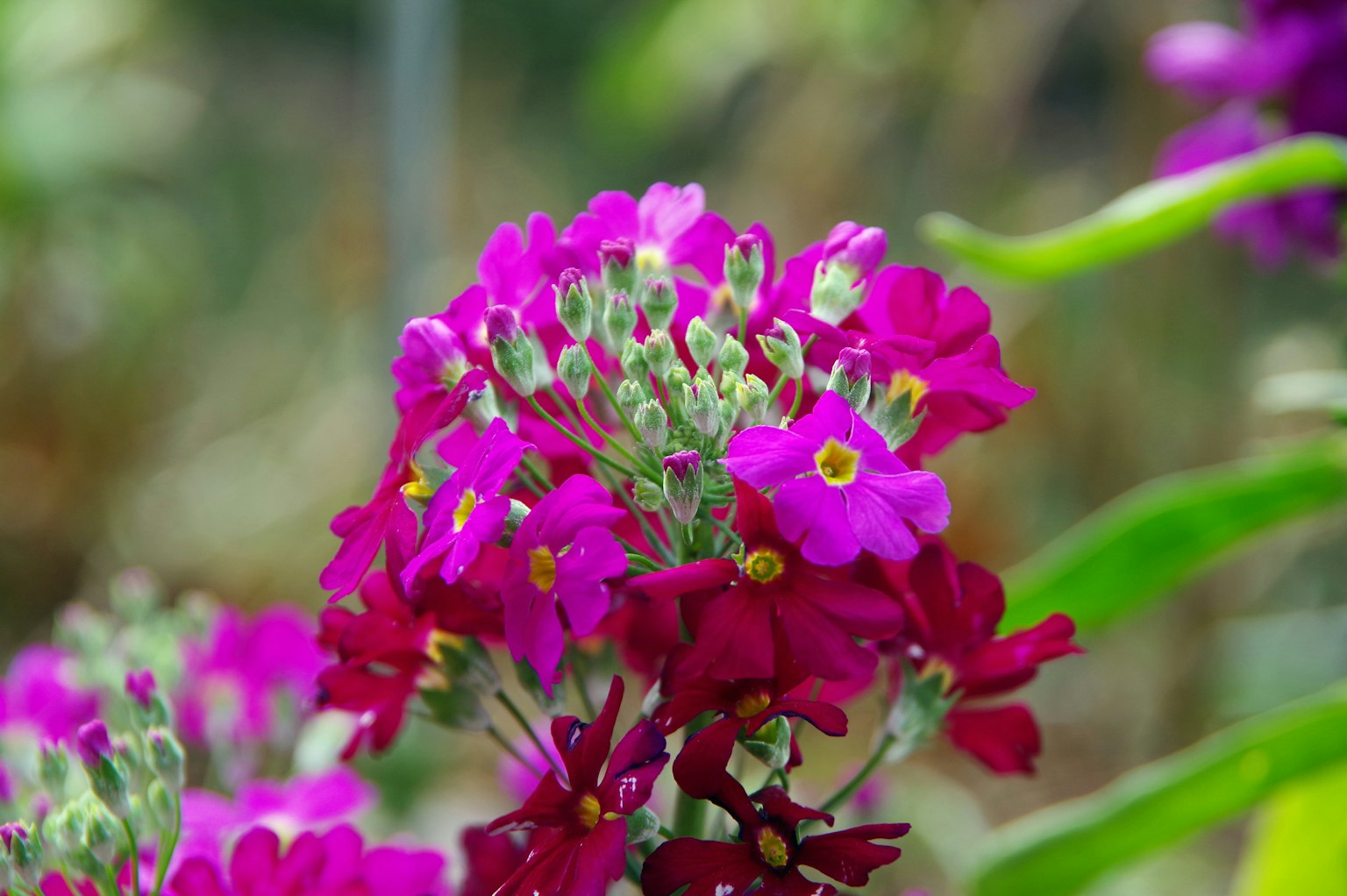 Nahaufnahme von lebhaften rosa Blumen mit grünen Blättern