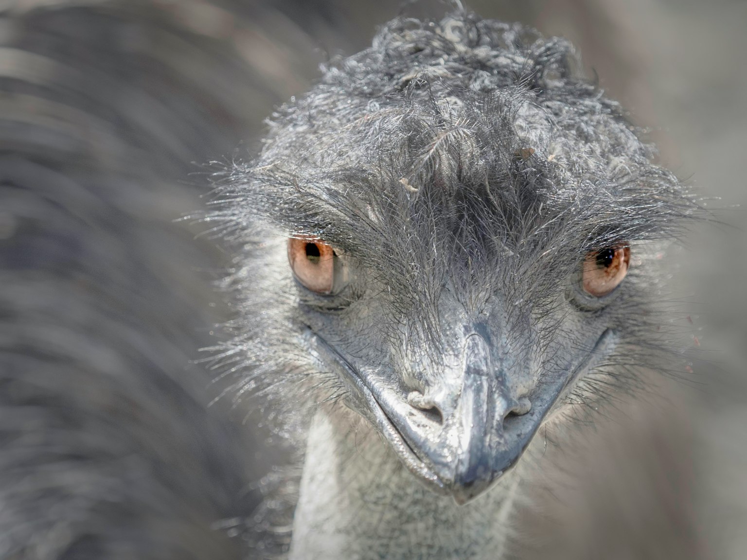 Nahaufnahme eines Emus mit grauen Federn und markanten Augen