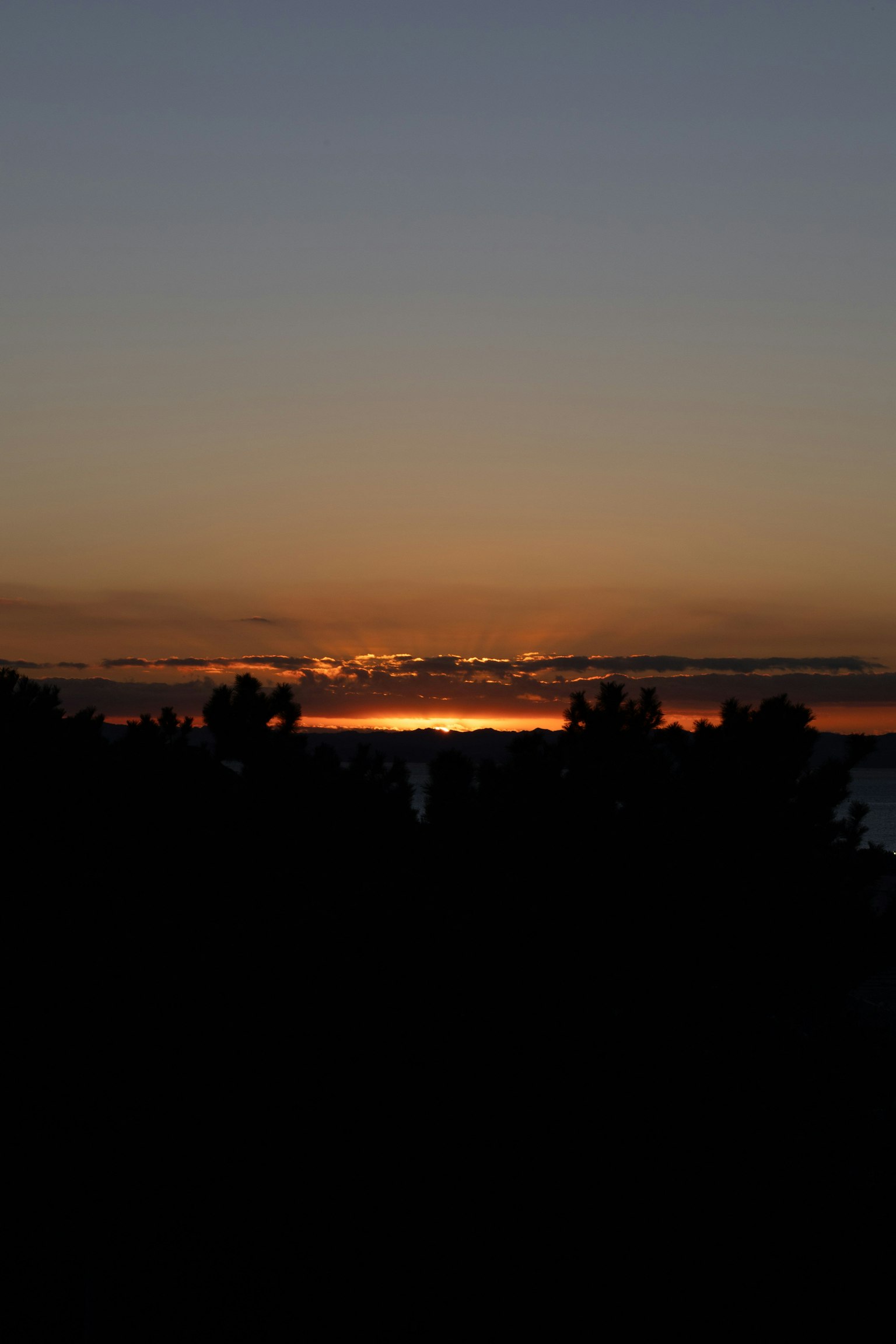 Tramonto sull'oceano con alberi in silhouette
