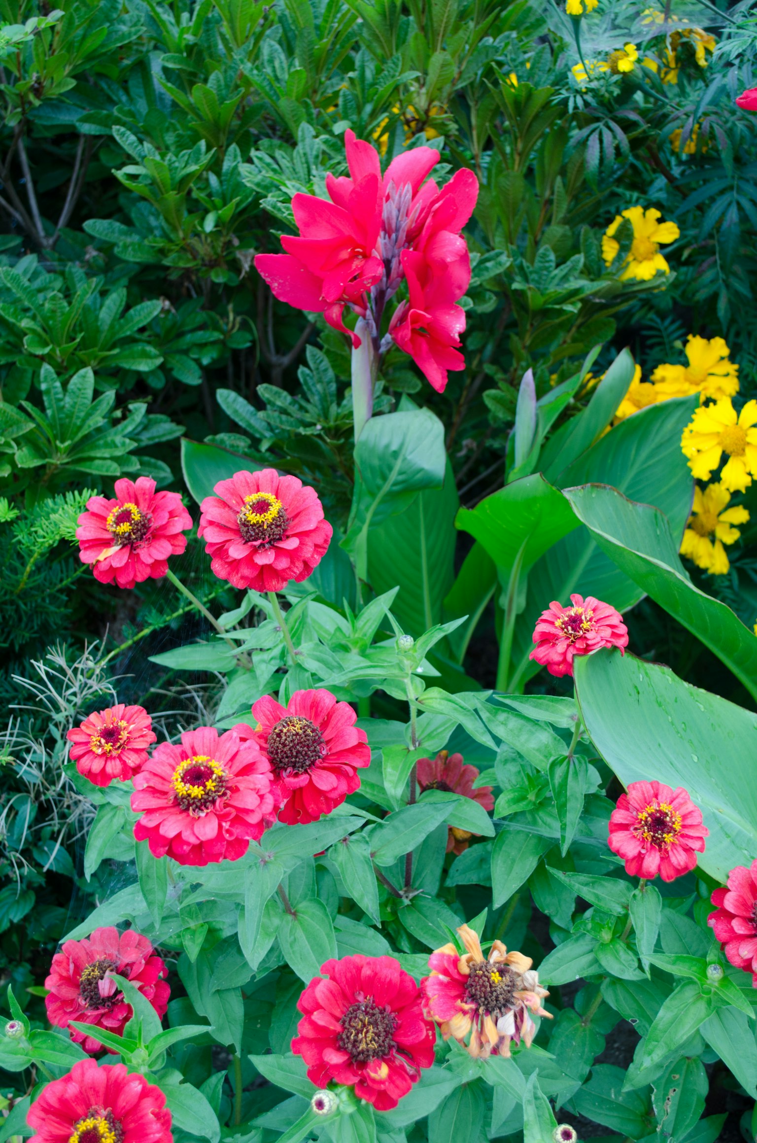 Una escena de jardín vibrante con zinnias rosas y flores de canna rojas