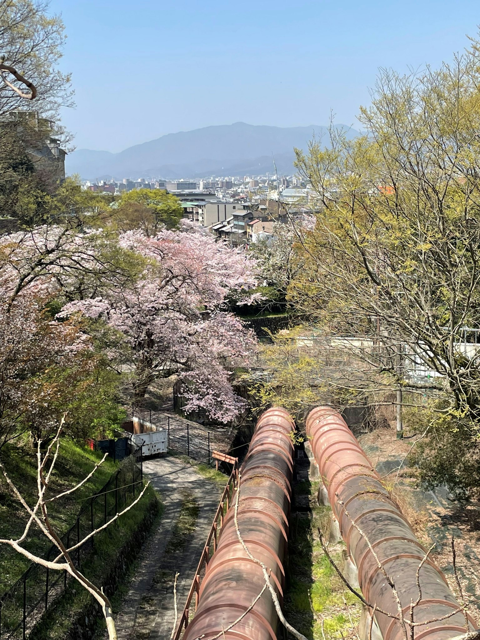 风景如画的景色，前景有樱花树和绿树，铜管，背景有山脉