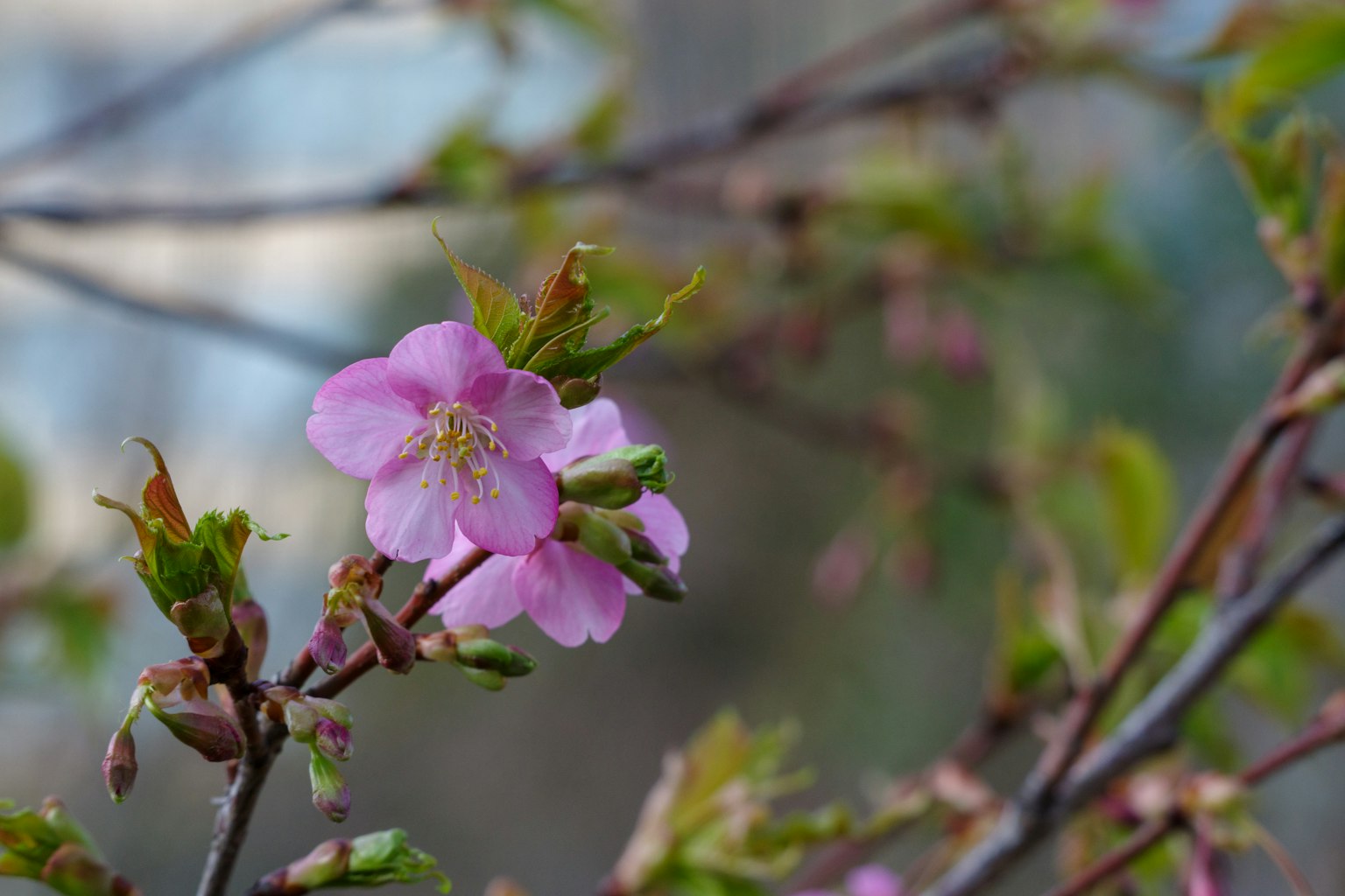 Close-up of cherry blossom flowers on a branch