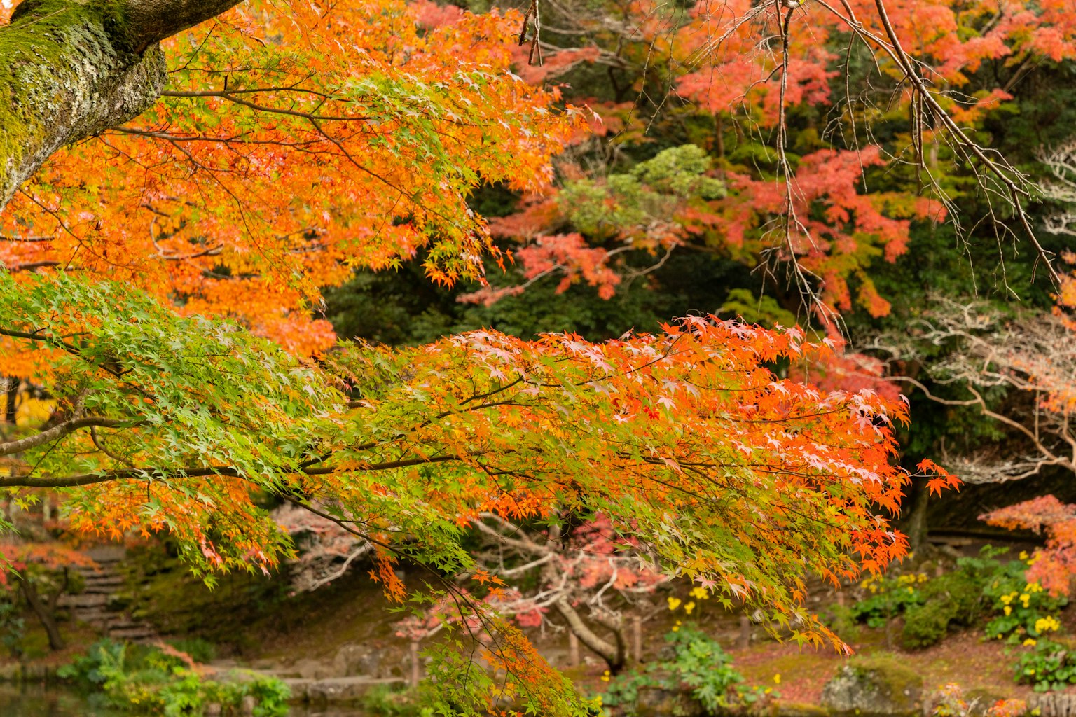 Lebendige Herbstlaub mit grünen und orangefarbenen Bäumen