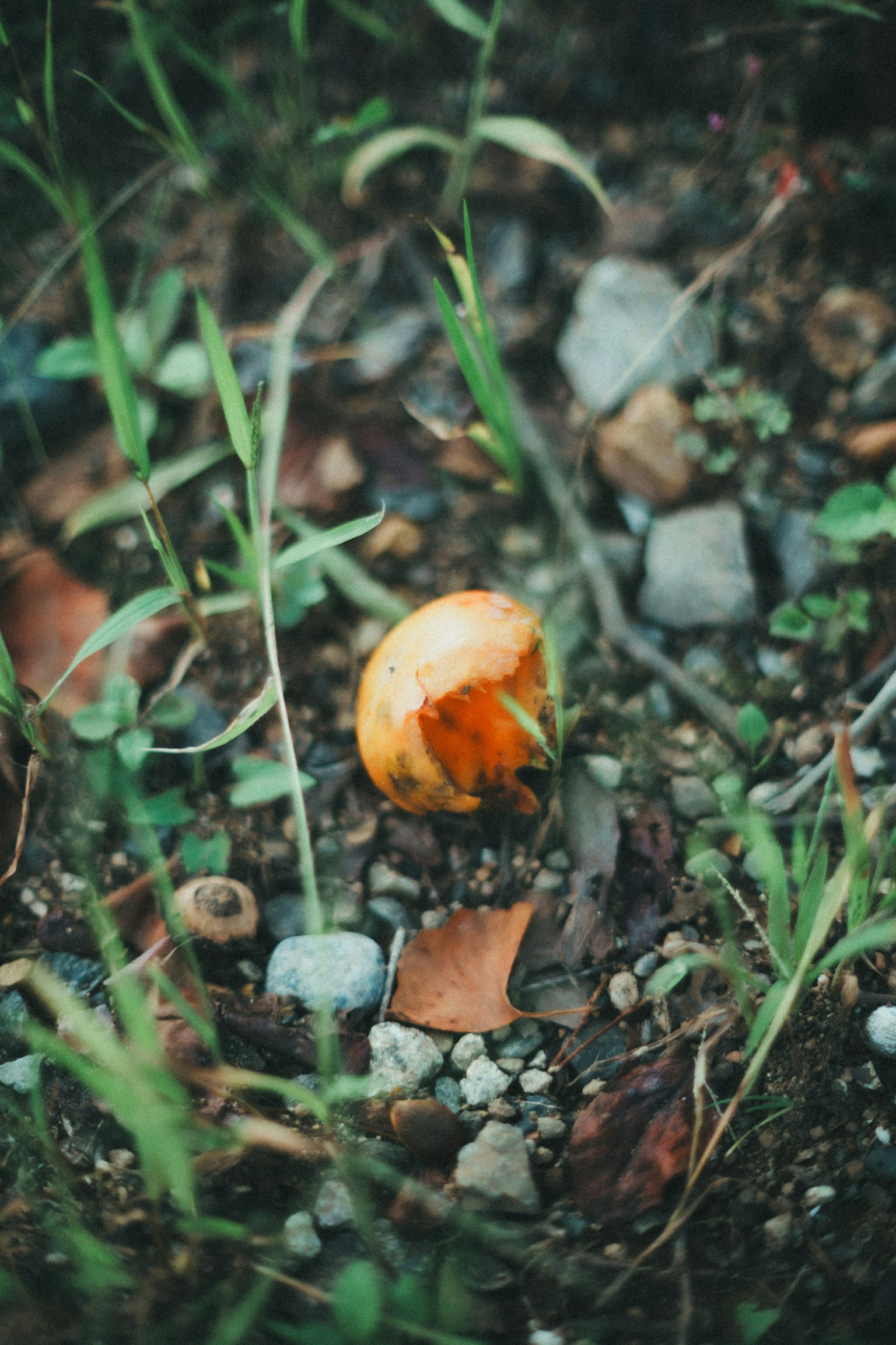 Un fungo arancione a terra circondato da erba e pietre