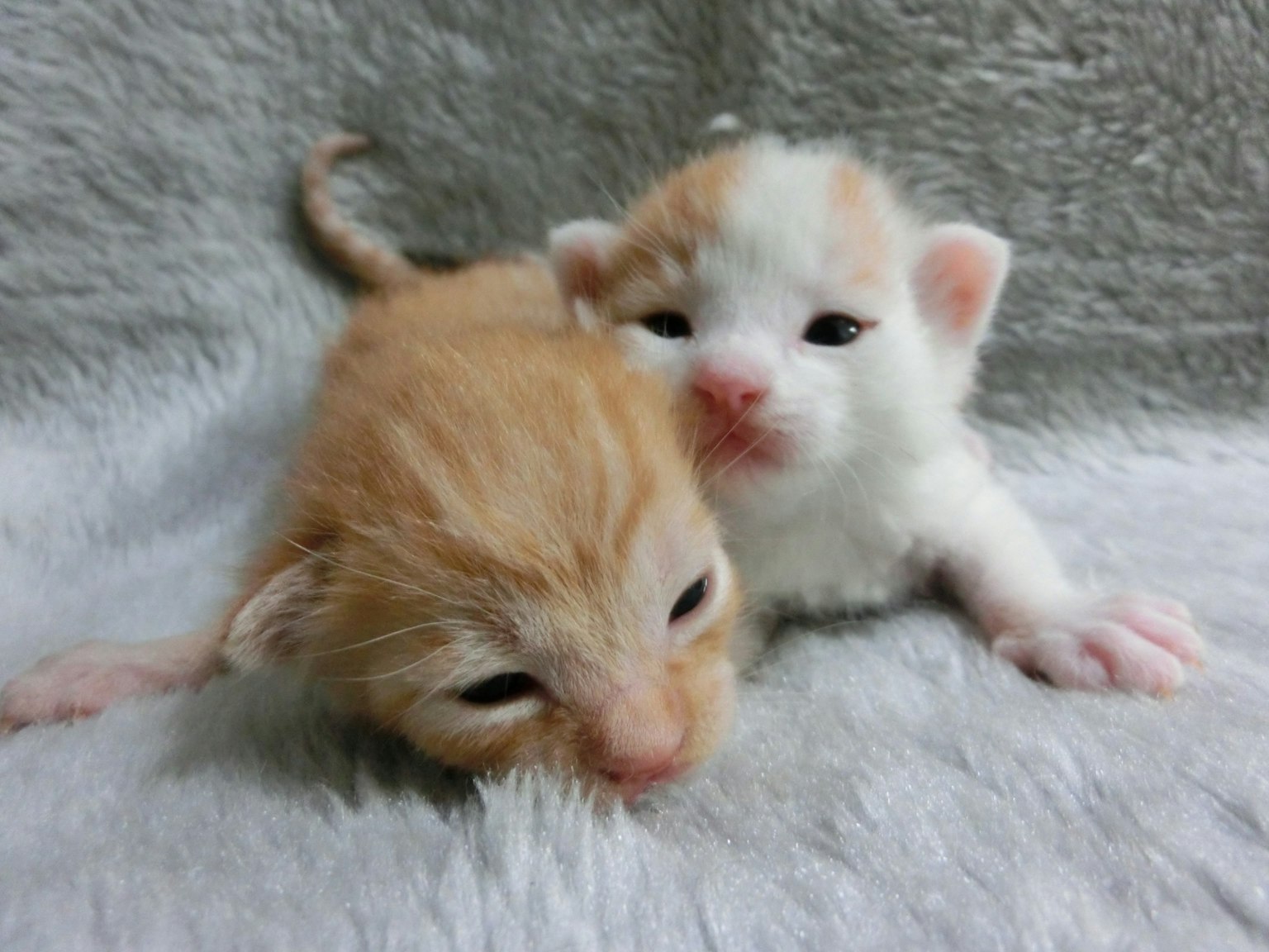 Hai chú mèo con một màu cam và một màu trắng quấn quýt trên một chiếc chăn mềm