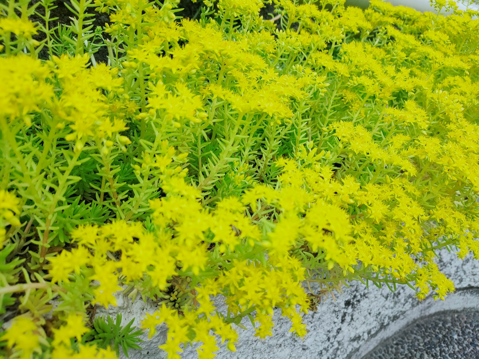 Nahaufnahme einer Pflanze mit leuchtend gelben Blüten und grünen Blättern