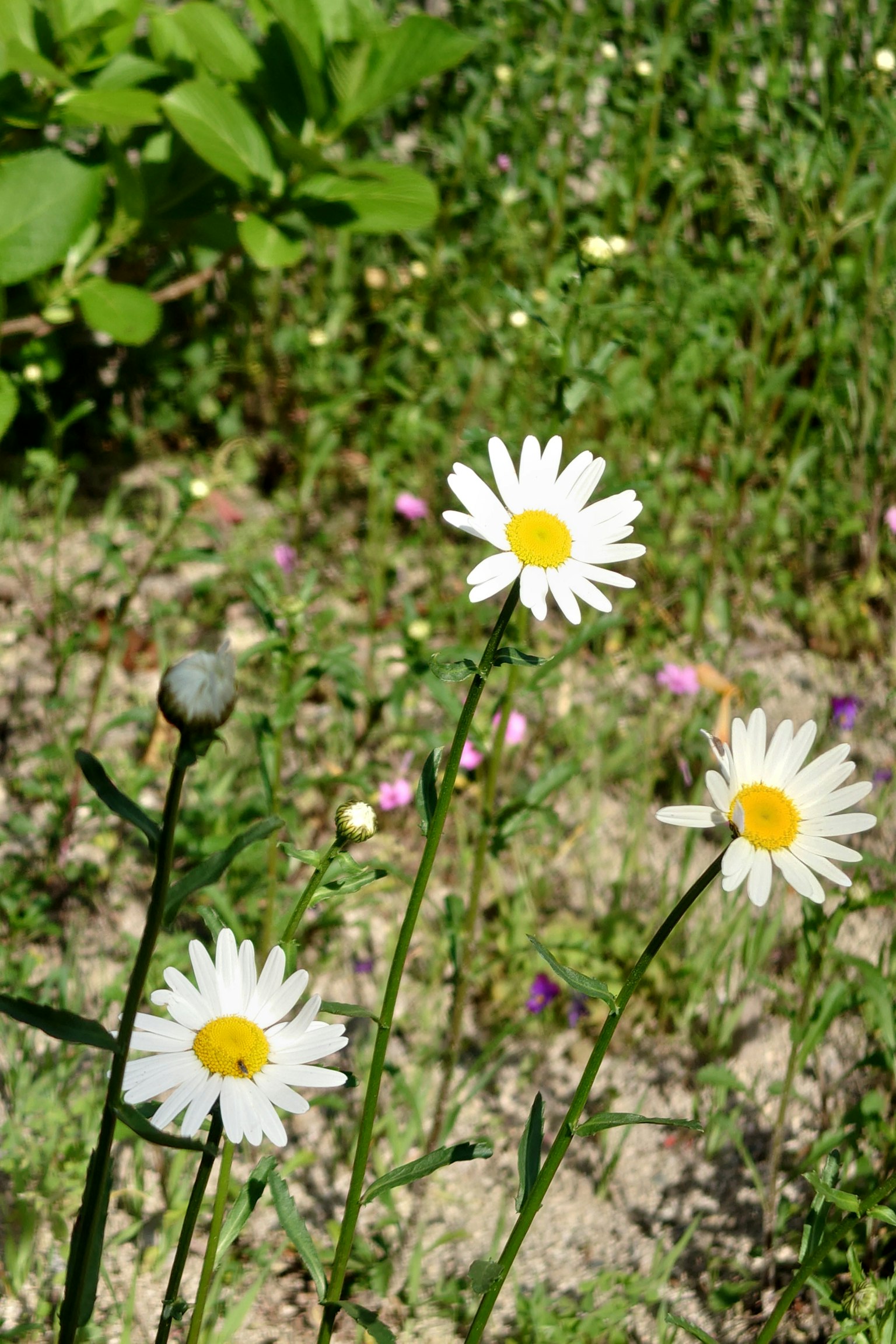 Three white daisies blooming among green grass