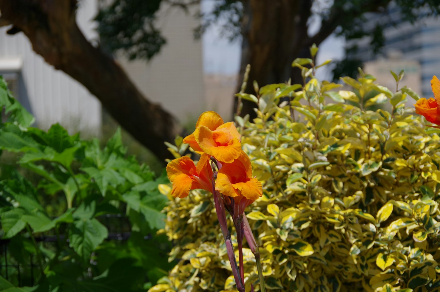 ดอกไม้สีส้มสดใสล้อมรอบด้วยใบไม้สีเขียว