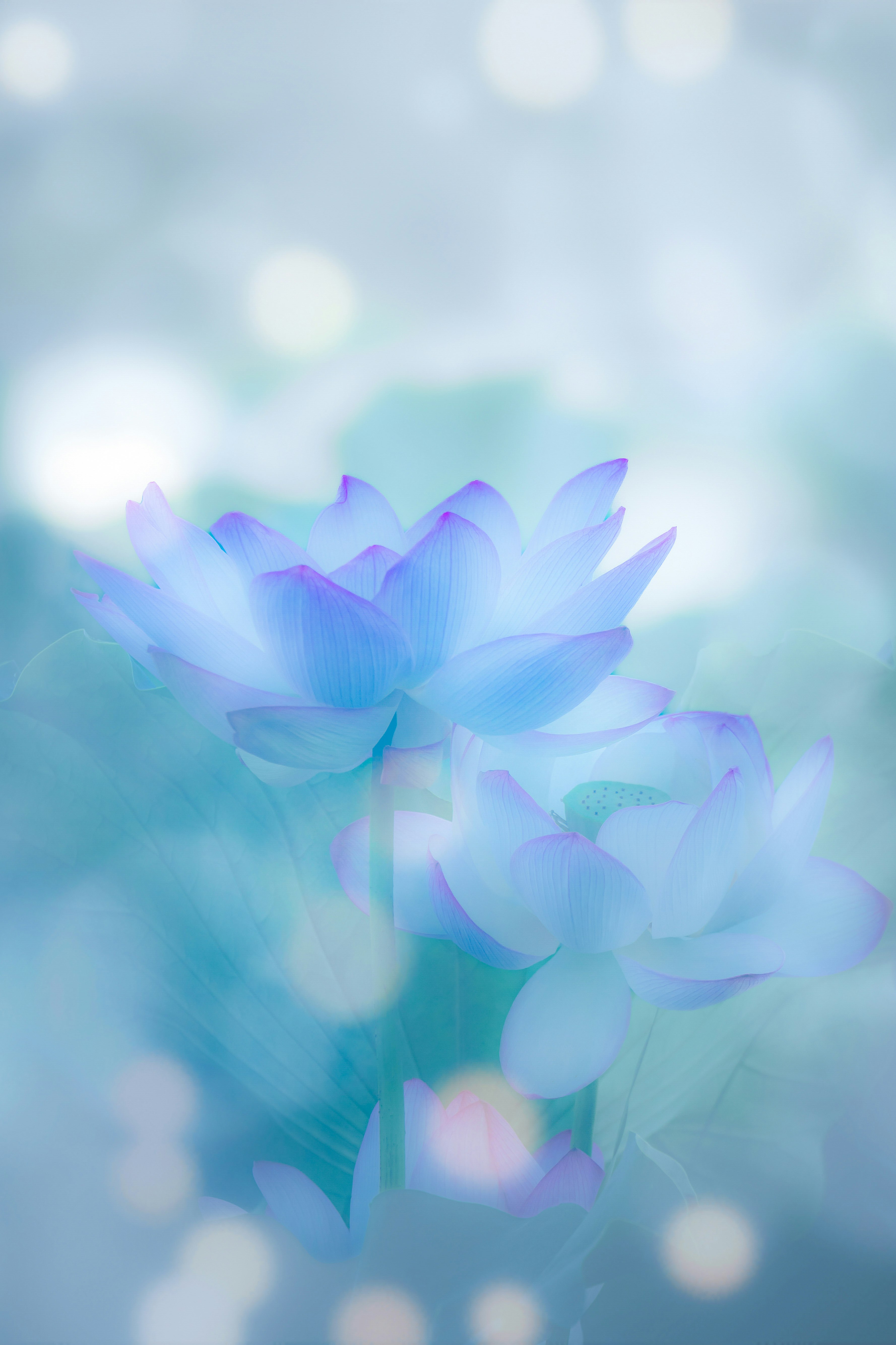 青い花びらの花が淡い光の中で重なり合う幻想的な雰囲気