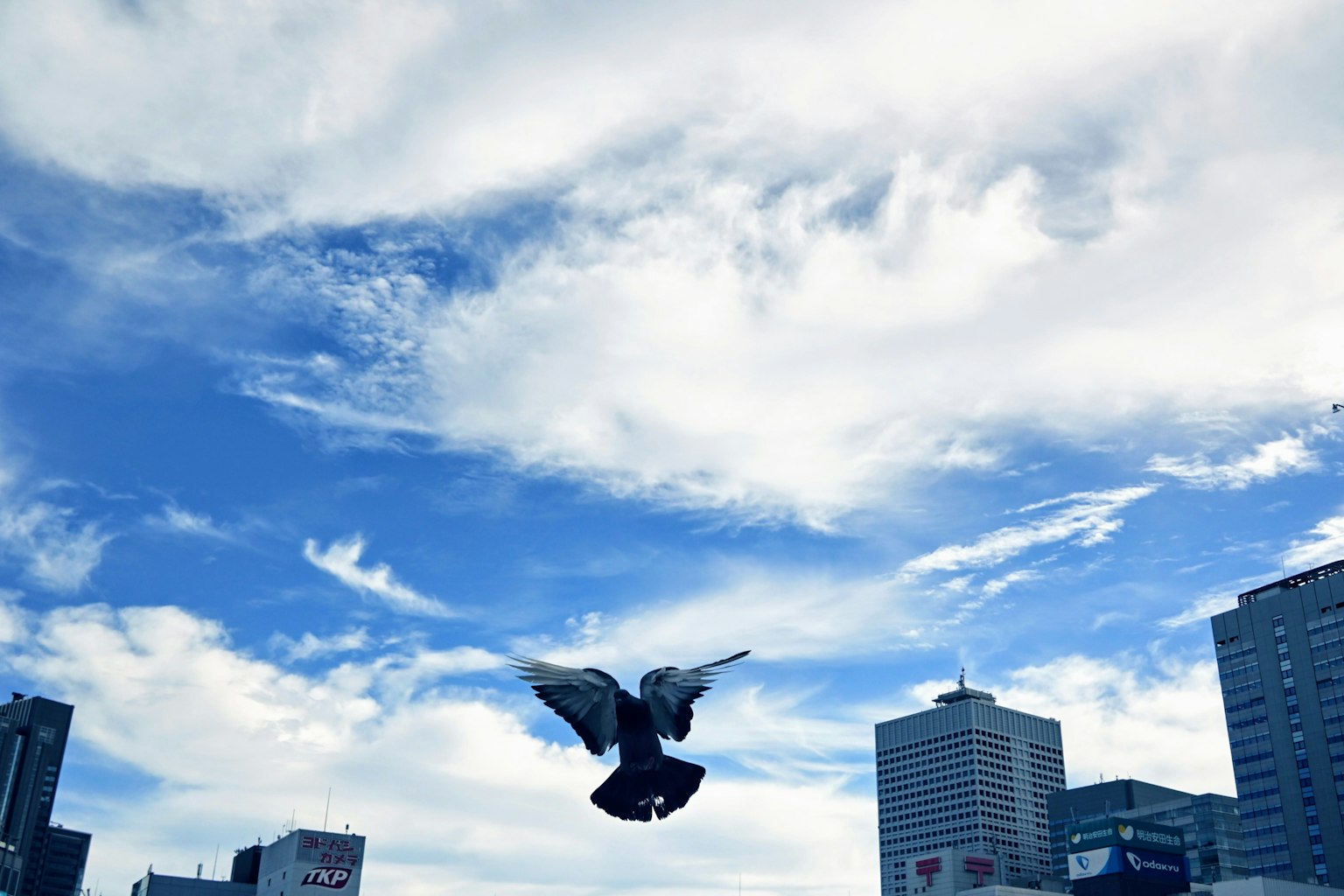 Un pájaro volando bajo un cielo azul con nubes y rascacielos