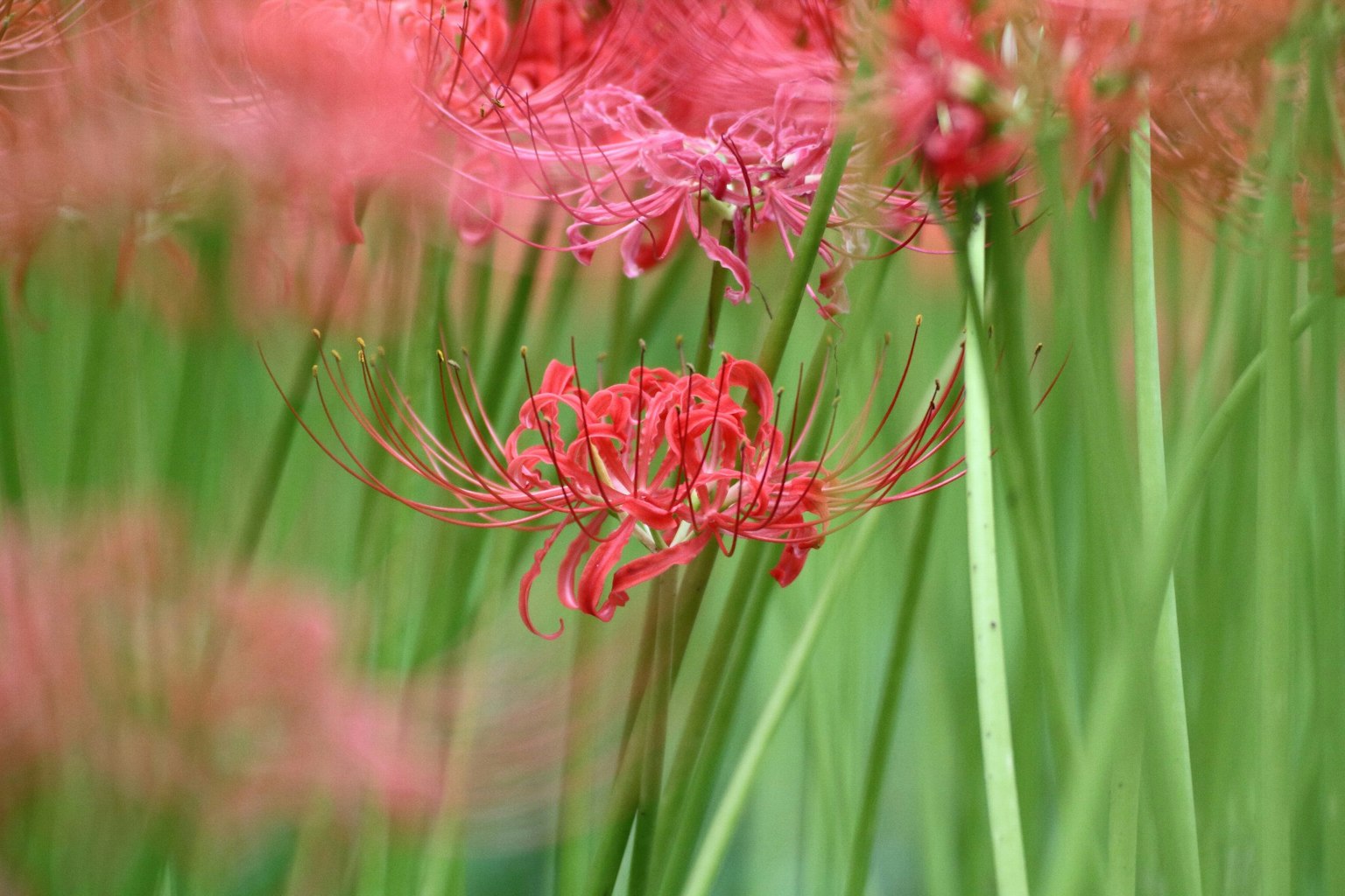 Lebendige rote Blumen zwischen üppigem grünem Laub