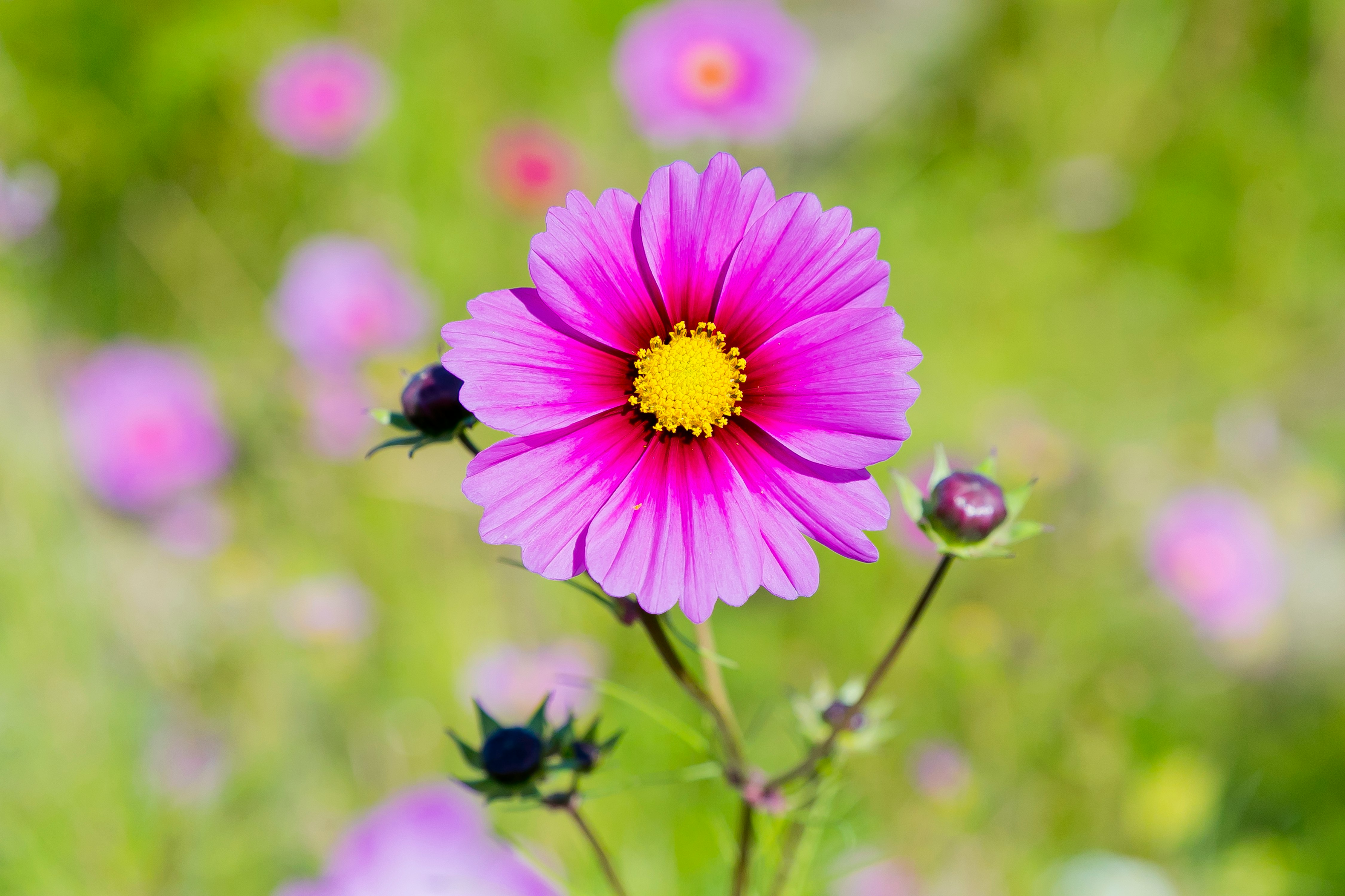 Pink cosmos flower in a blooming field with shallow depth of field