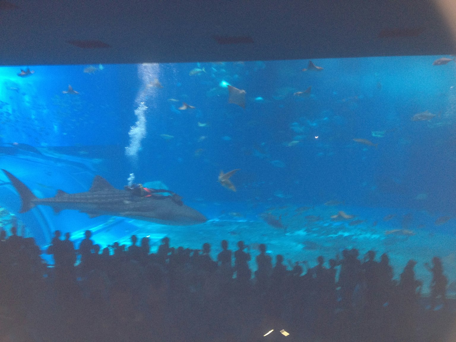 Tangki besar akuarium dengan hiu yang berenang dan berbagai ikan sementara penonton menonton