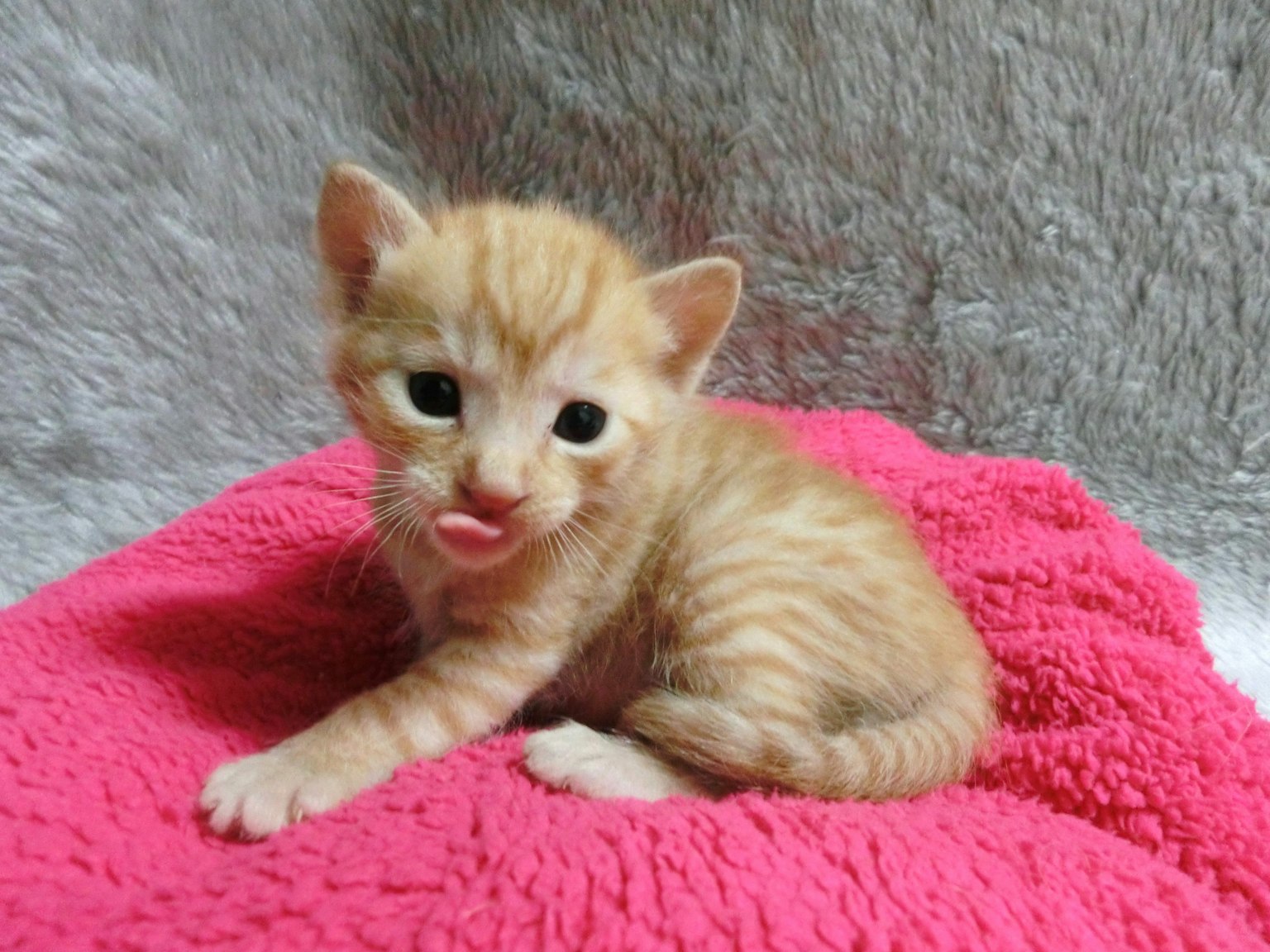 Một chú mèo con màu cam đang thè lưỡi trên một cái chăn màu hồng