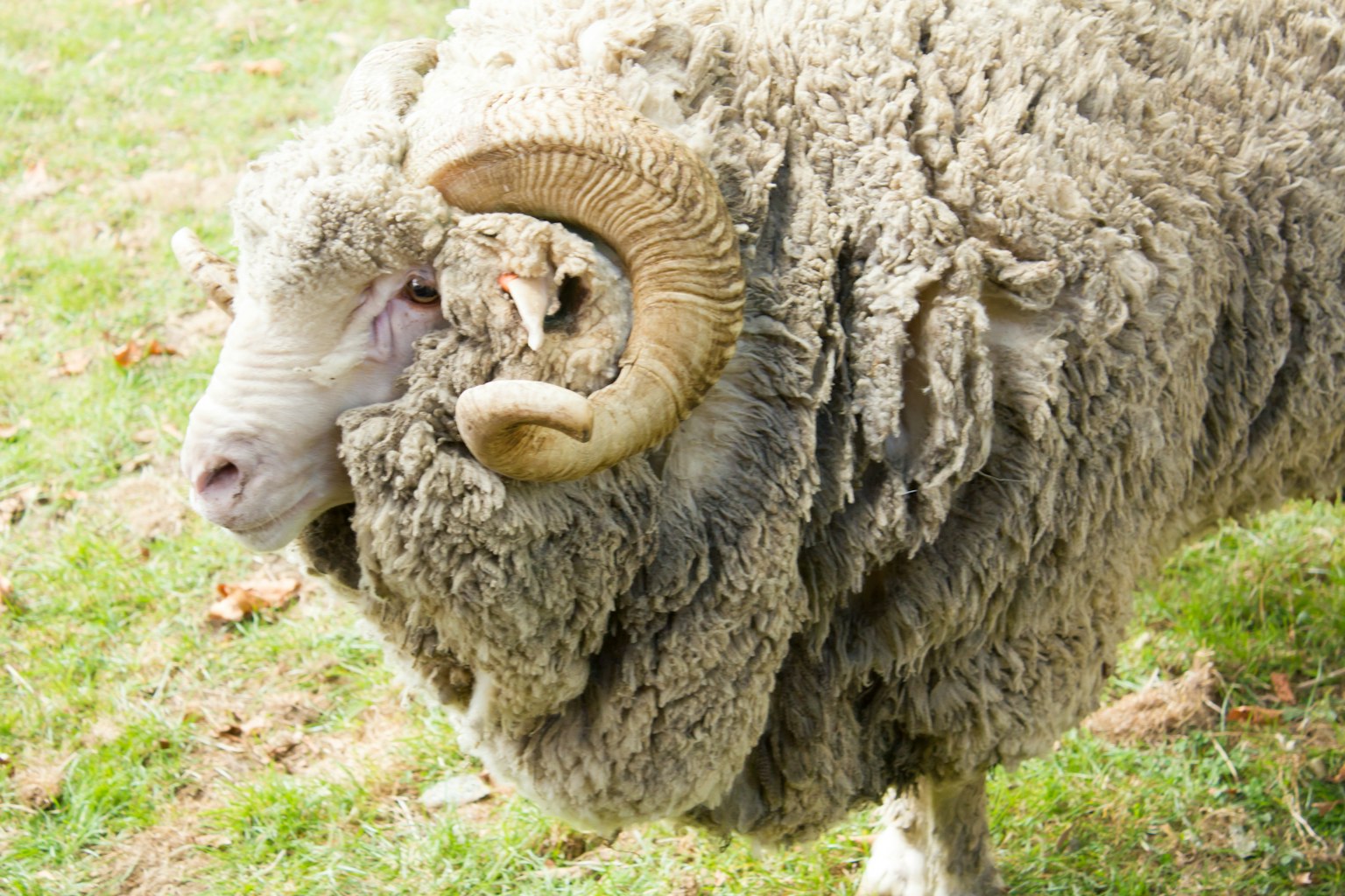Nahaufnahme eines wolligen Schafs mit seinen auffälligen Hörnern