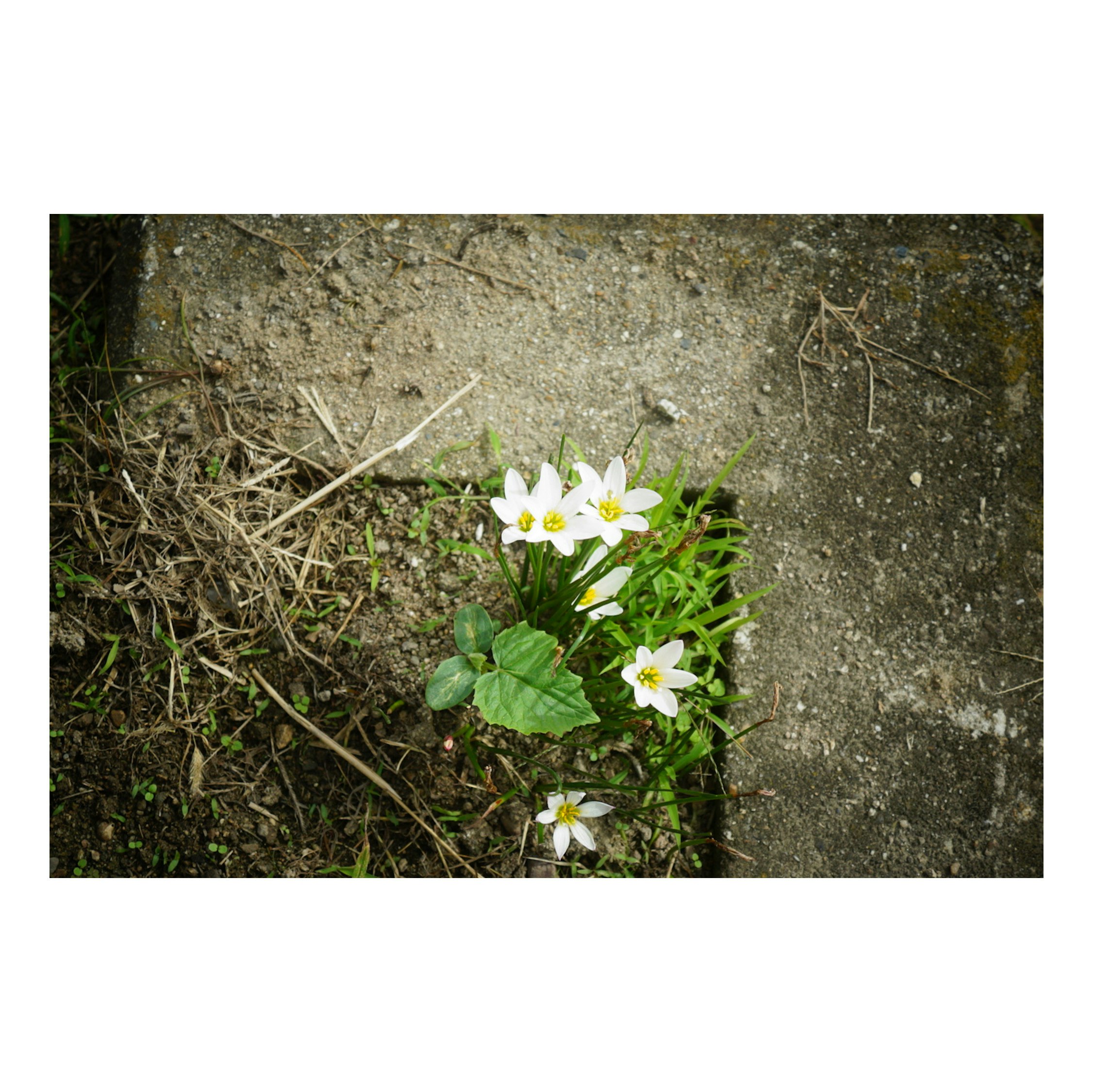 コンクリートの隙間から咲く白い小花