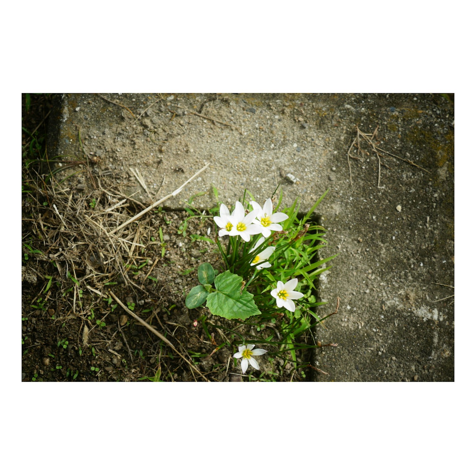 コンクリートの隙間から顔を出す白い花と緑の葉