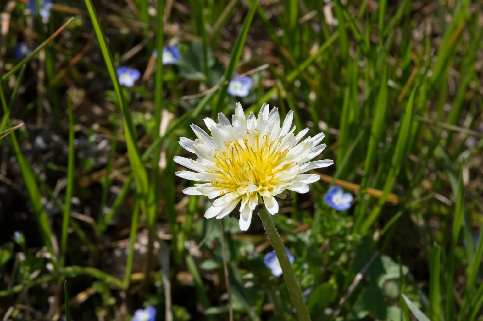 Sebuah bunga dandelion dengan kelopak putih dan pusat kuning di padang rumput hijau