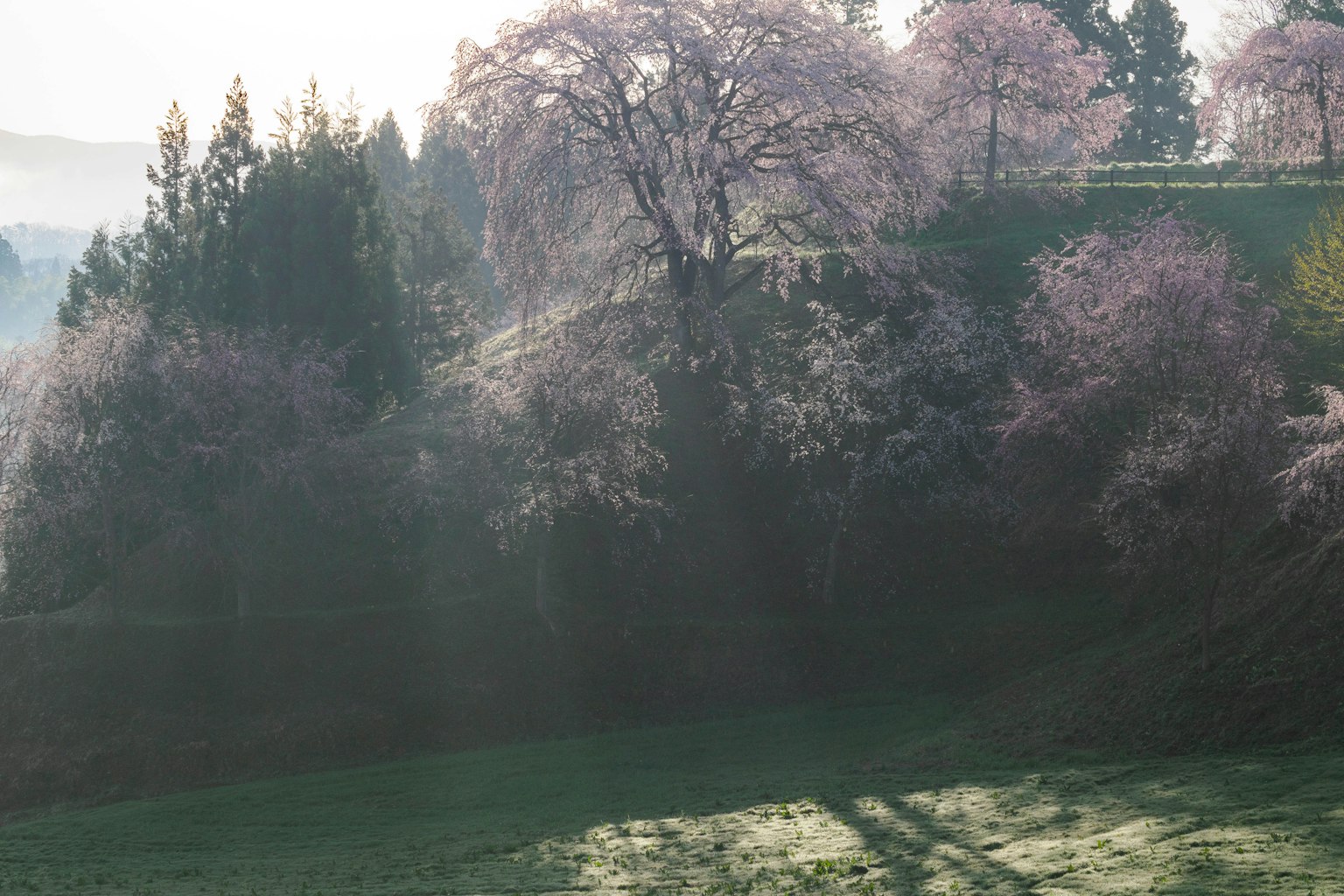 Landscape with blooming cherry trees in spring and morning mist