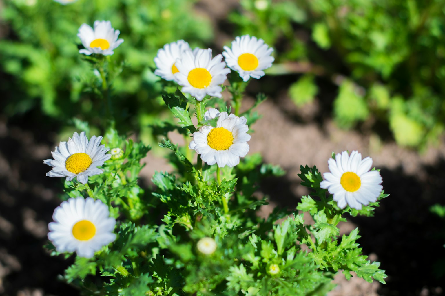 Bündel von weißen Gänseblümchen mit gelben Mittelpunkten, die zwischen grünen Blättern blühen