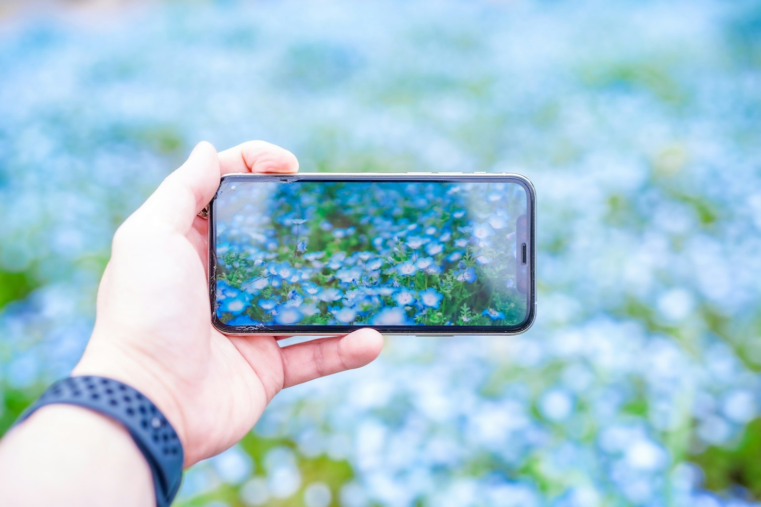 A smartphone capturing a field of blue flowers